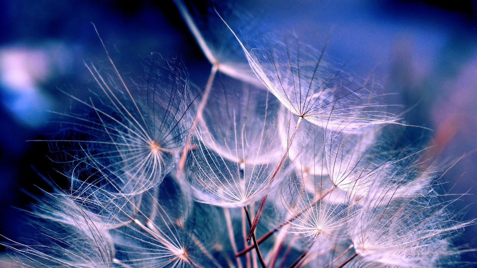 Dandelion seeds blowing in the wind wallpaper 1920x1080 - Dandelions