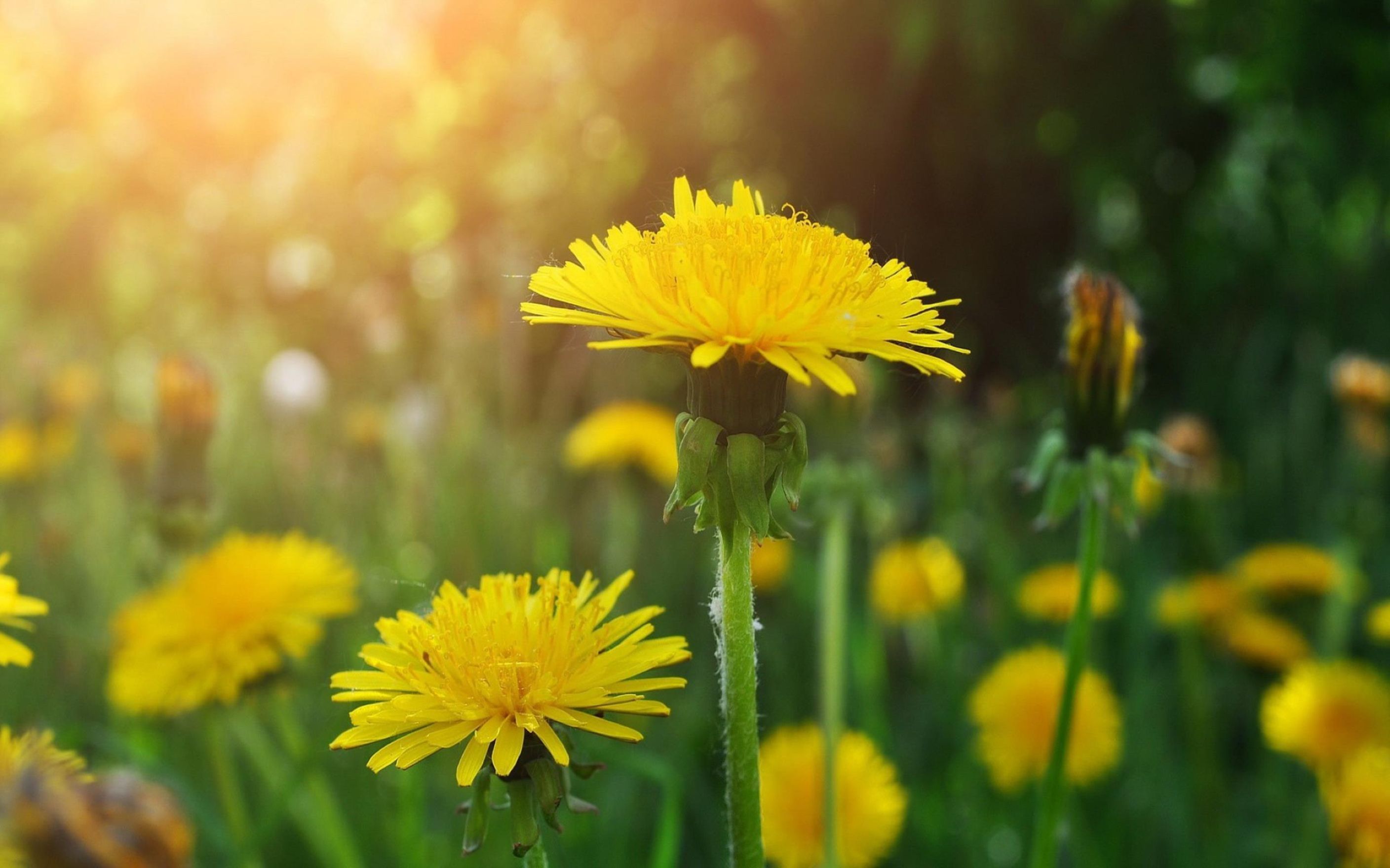 A close up of yellow dandelions in a field - Dandelions