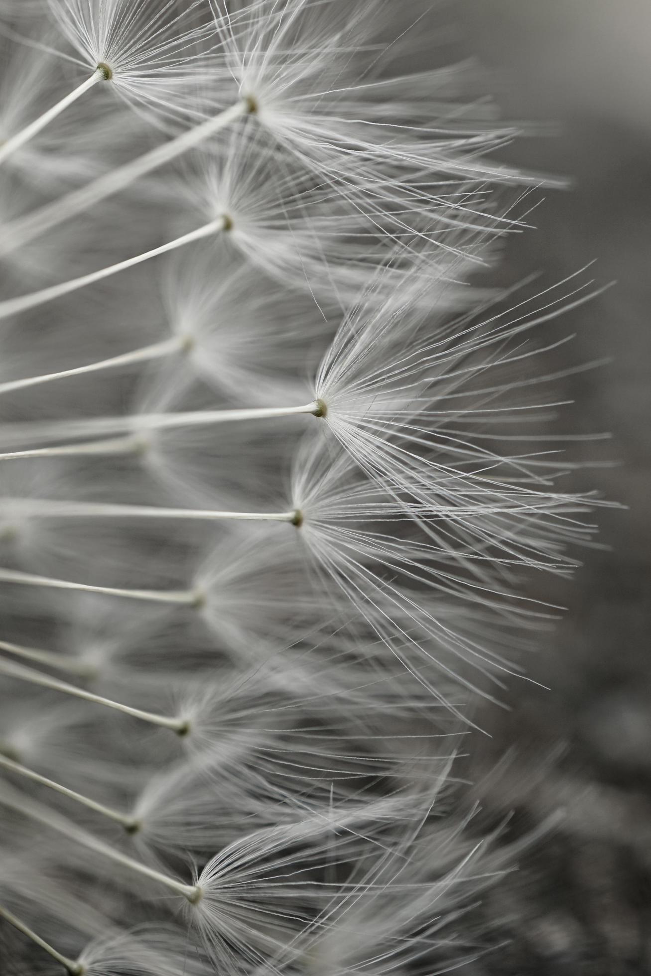 A close up of a dandelion clock, showing the seeds. - Dandelions