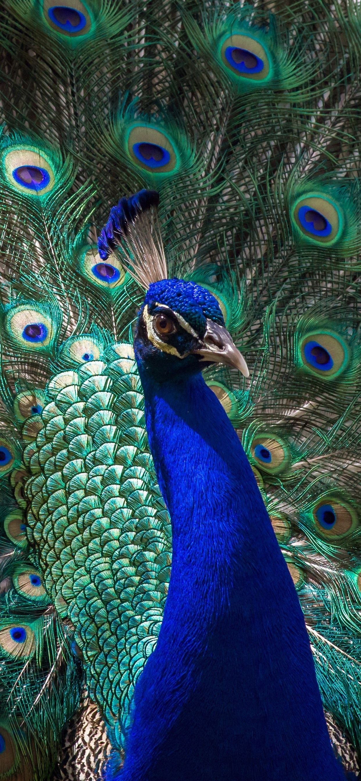 A male peacock with its feathers spread out - Peacock