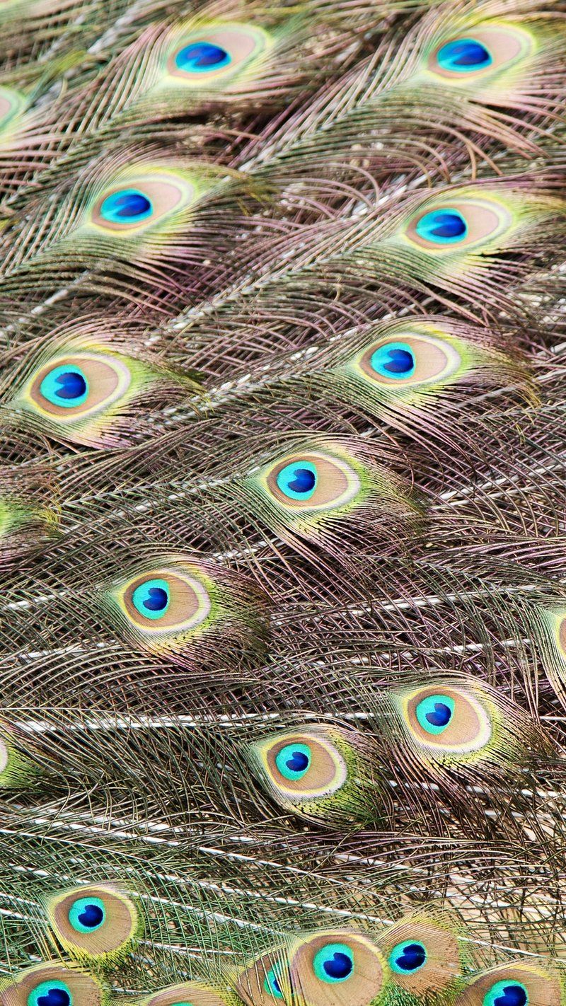 A close up of a peacock's tail feathers. - Peacock