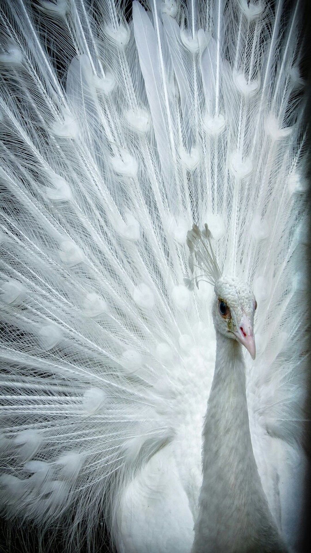 A white peacock with its feathers out. - Peacock