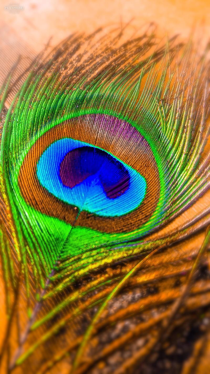 Peacock feathers, colorful, feathers