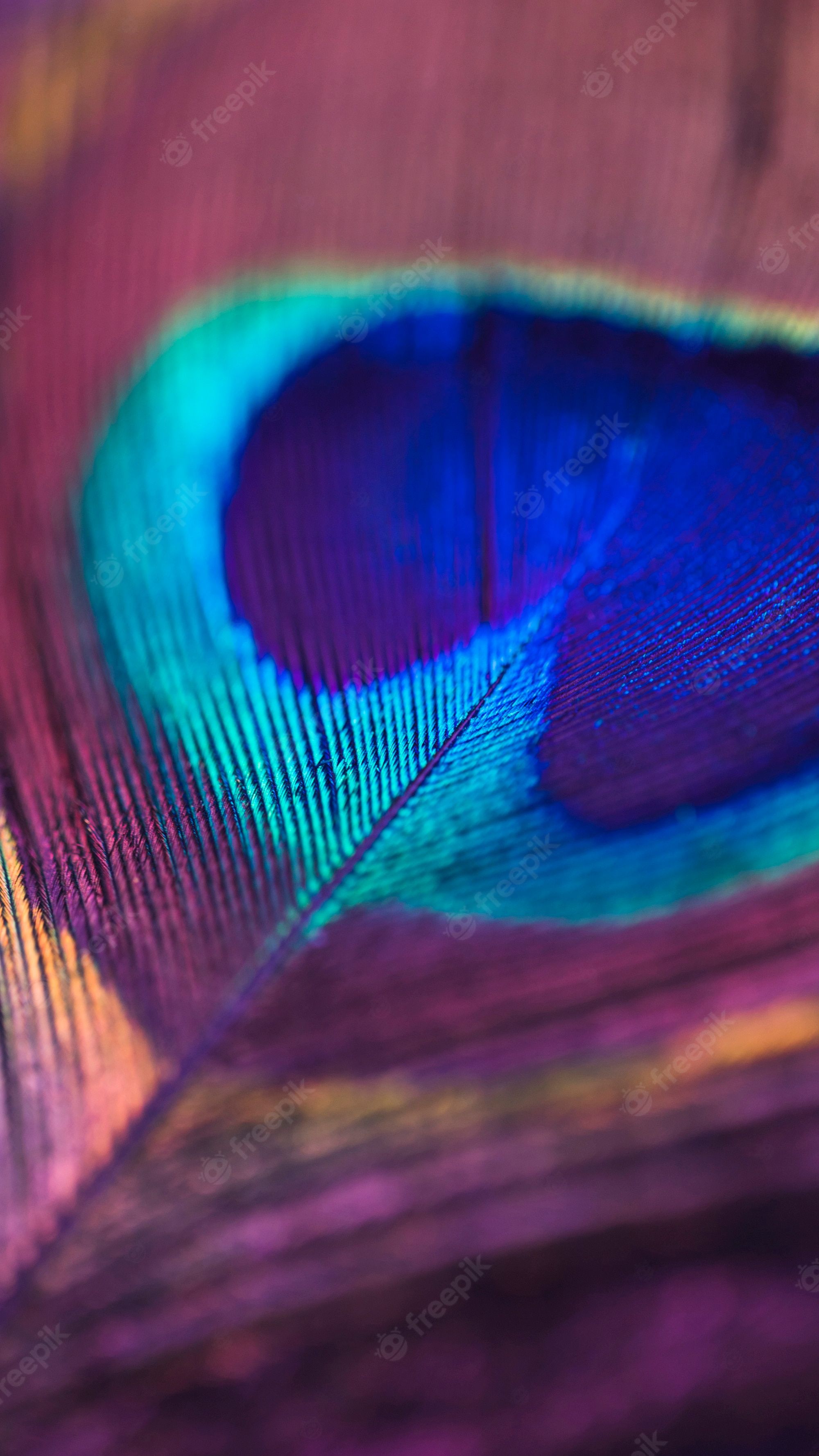 A close up of a peacock feather showing the blue and purple detail - Peacock