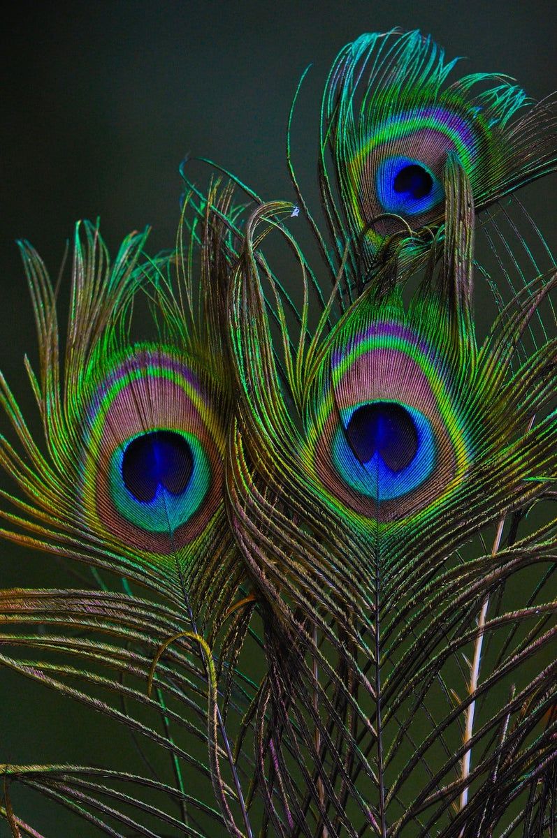 the peacock feather in peacock jewellery
