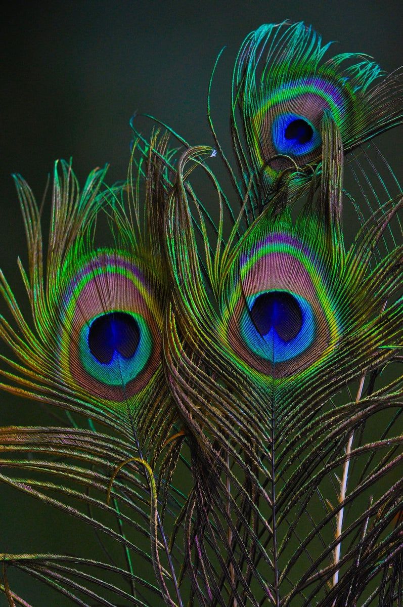 A group of peacock feathers with a dark green background. - Peacock