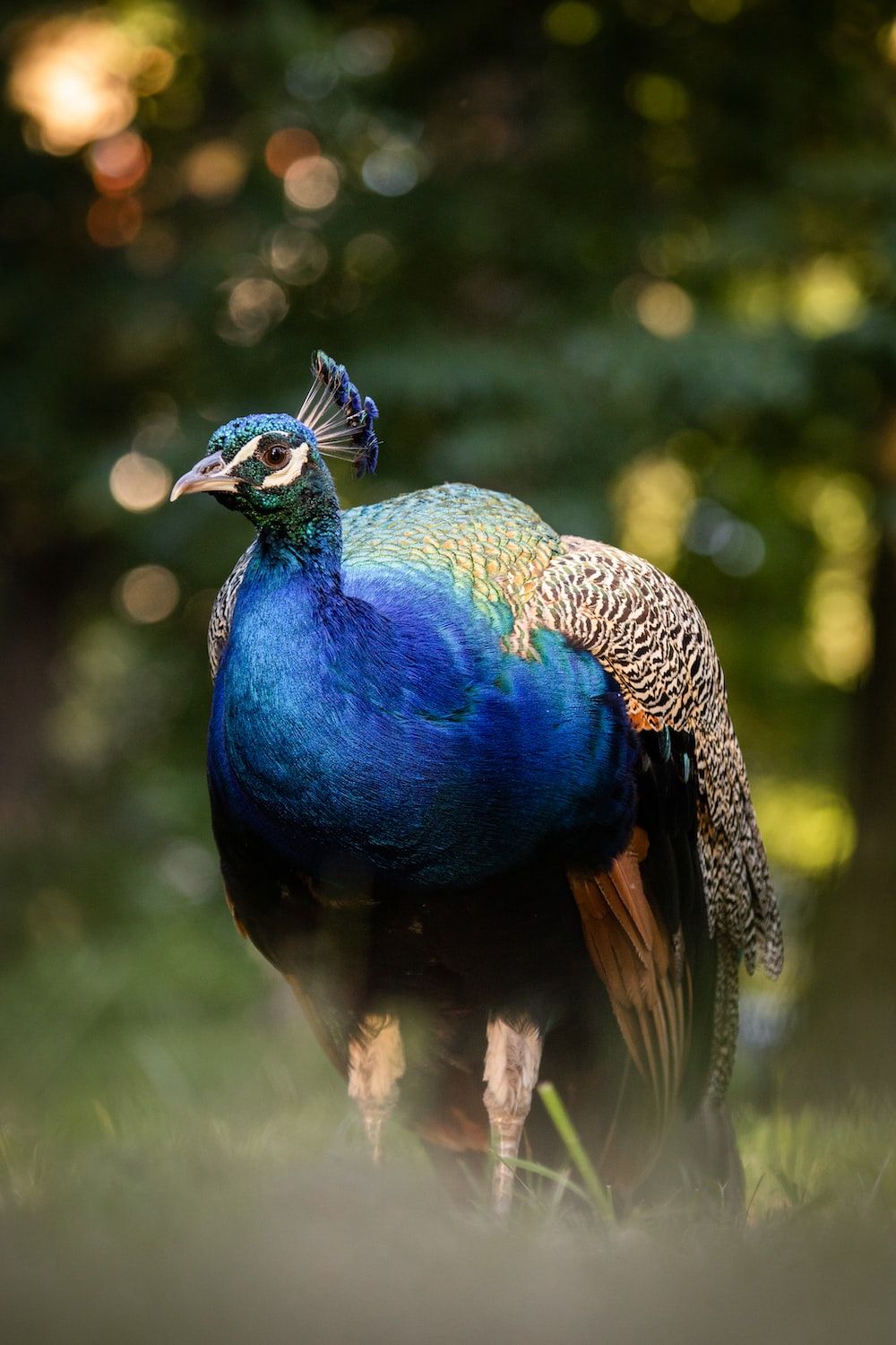 A male peacock standing in the grass - Peacock