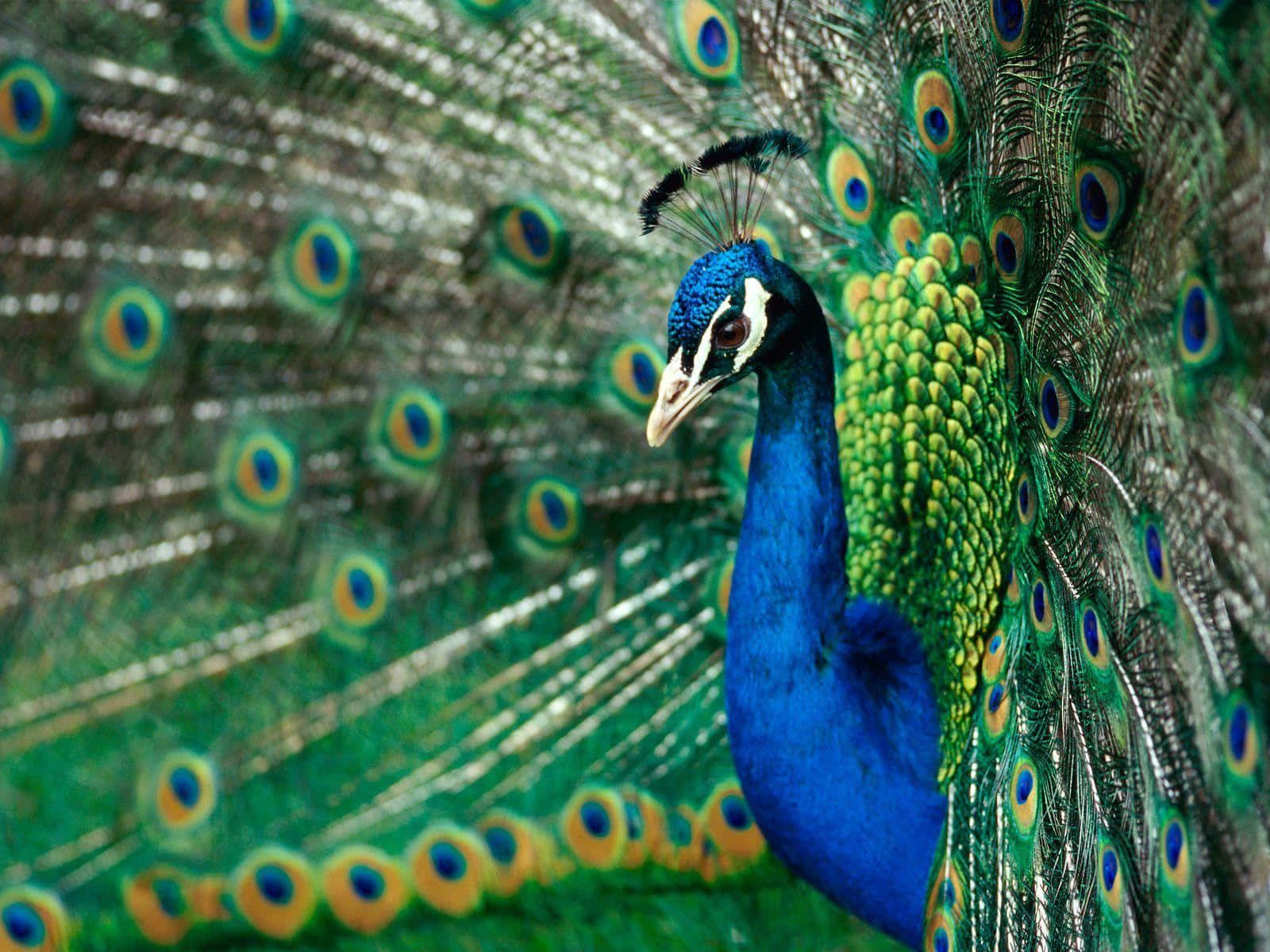 A blue peacock with its feathers out. - Peacock