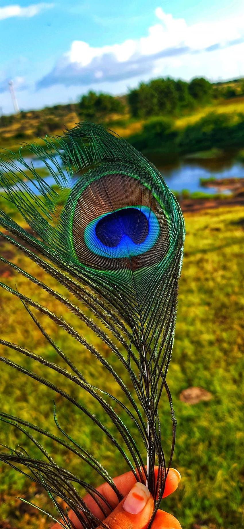Peacock feather in 2022 HD phone