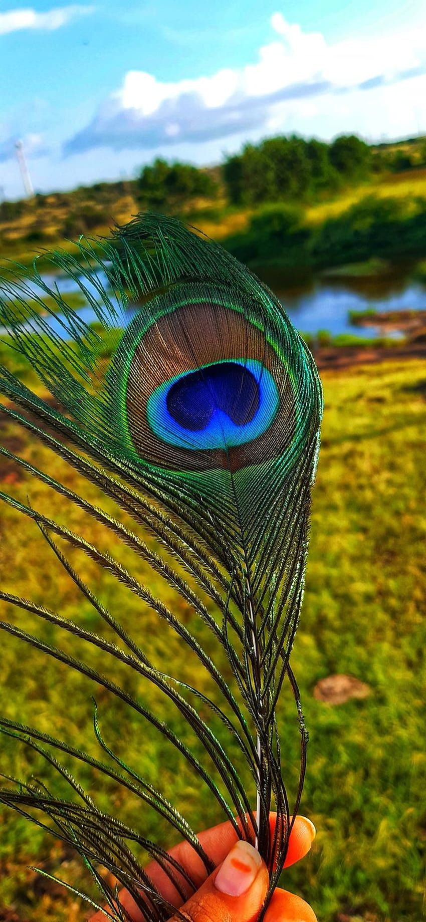 A person holding a peacock feather in front of a field - Peacock