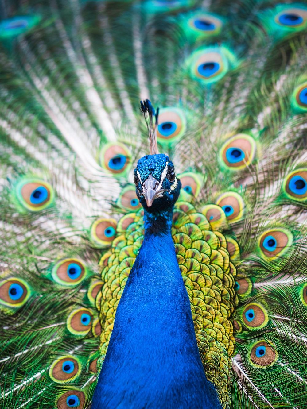 A blue peacock with its feathers spread out - Peacock