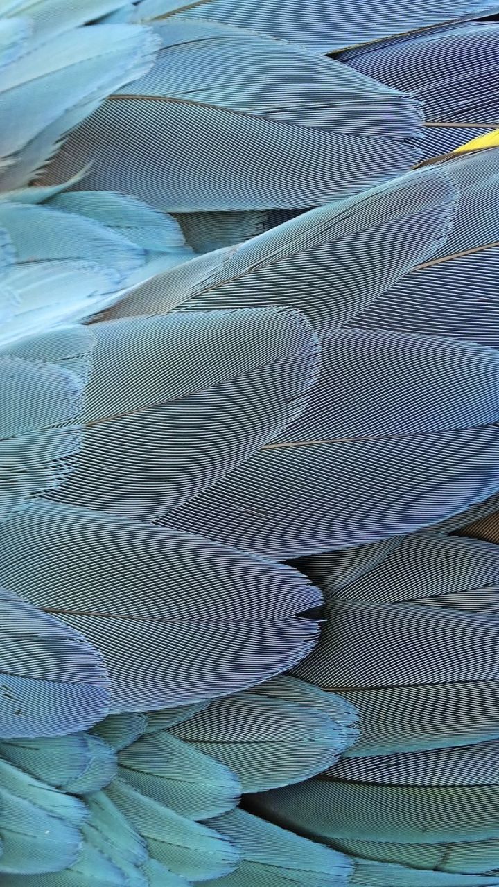 A close up of a parrot's feathers in blue and yellow. - Feathers