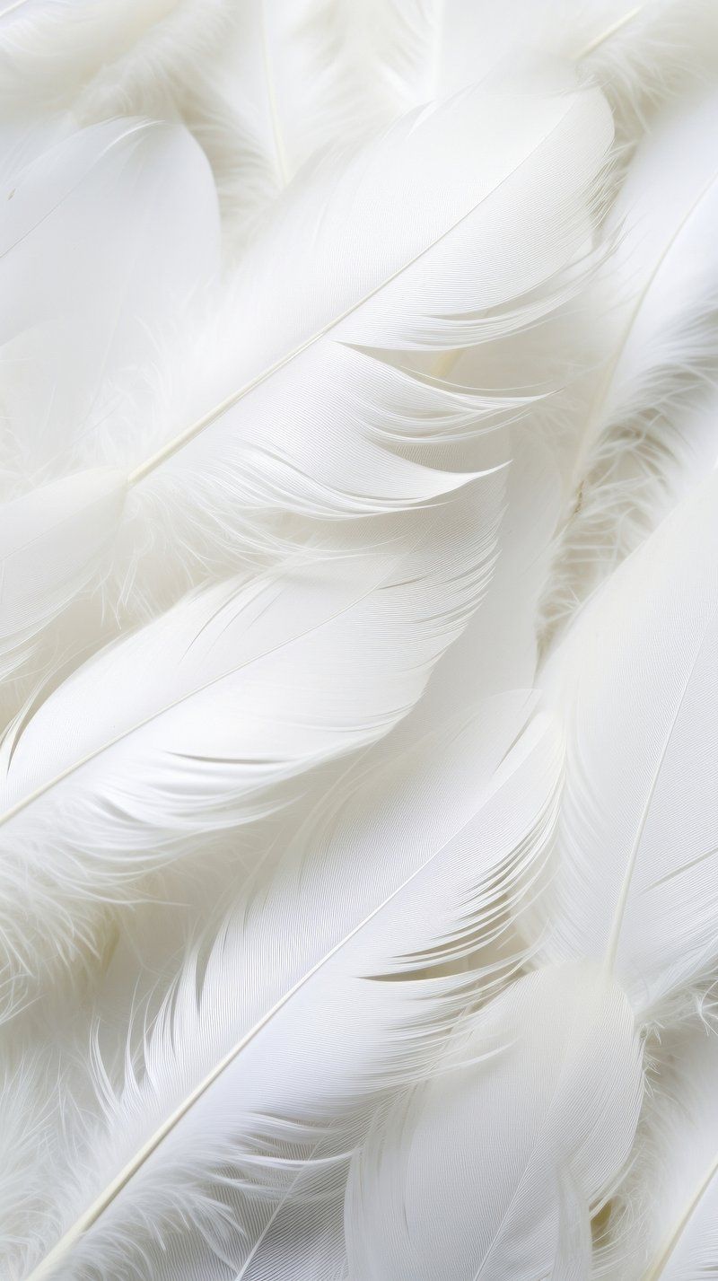 White feather background. Download on Freepik. - Feathers