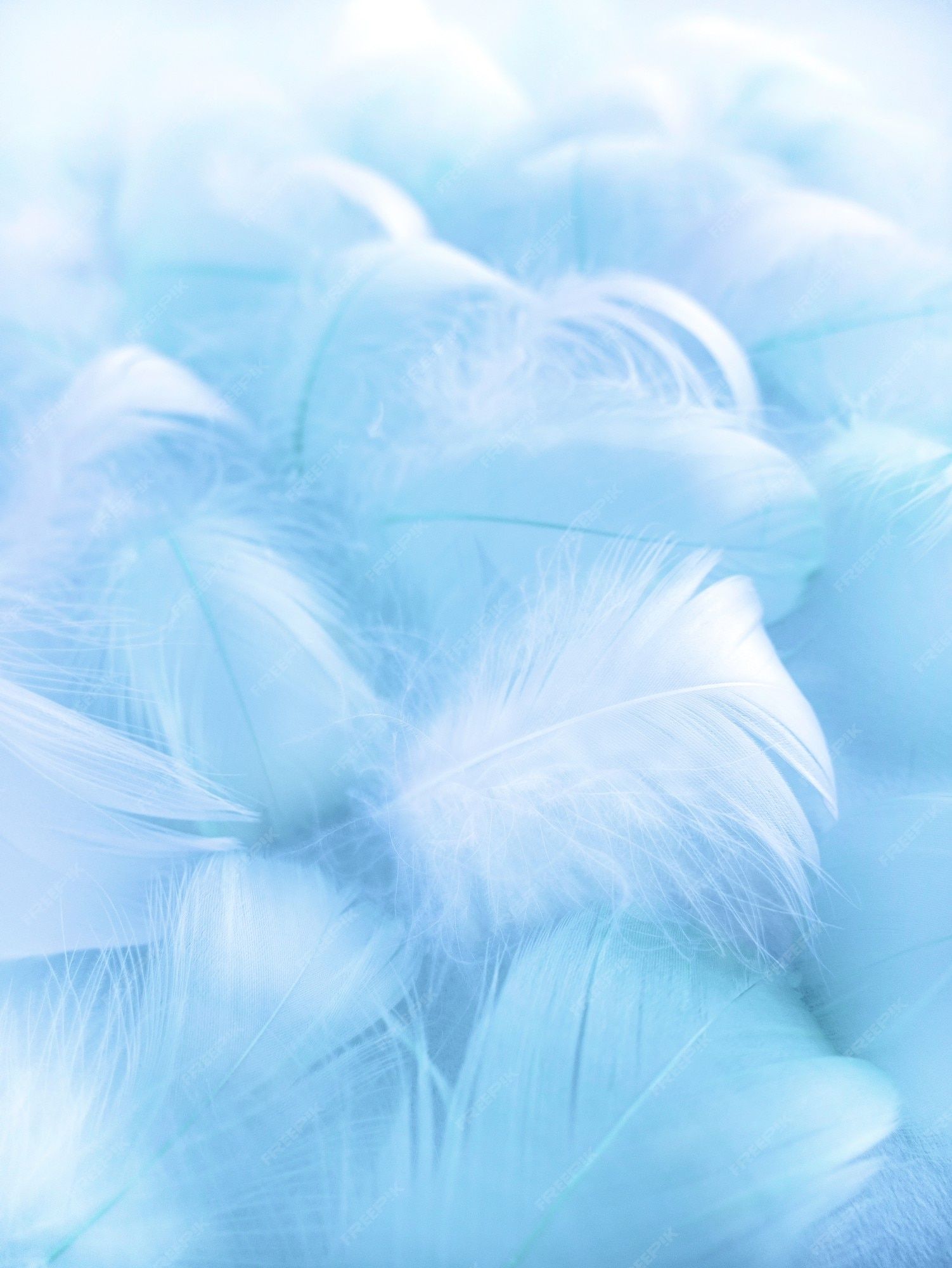 A pile of blue fluffy bird feathers. - Feathers
