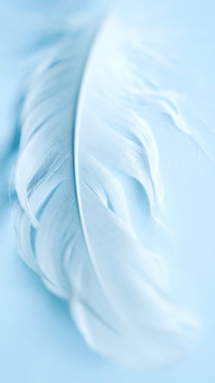 A close up of a feather on a blue background - Feathers