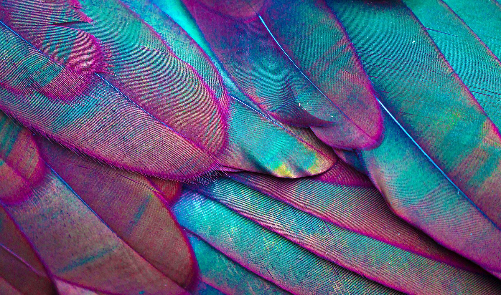 A close up of a bird's wing with a blue and purple iridescent sheen. - Feathers