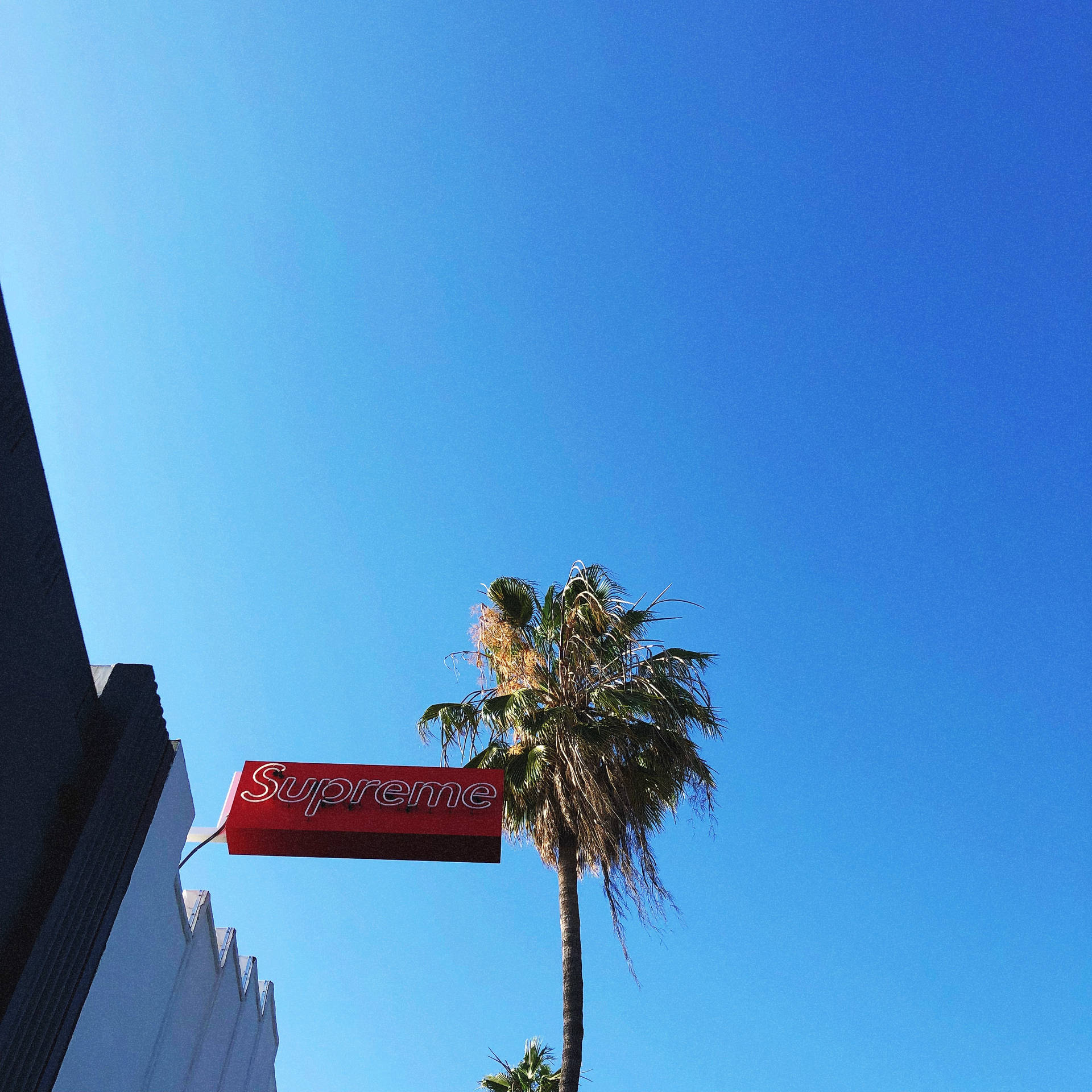 A Supreme wallpaper featuring a palm tree and a Supreme sign. - Supreme