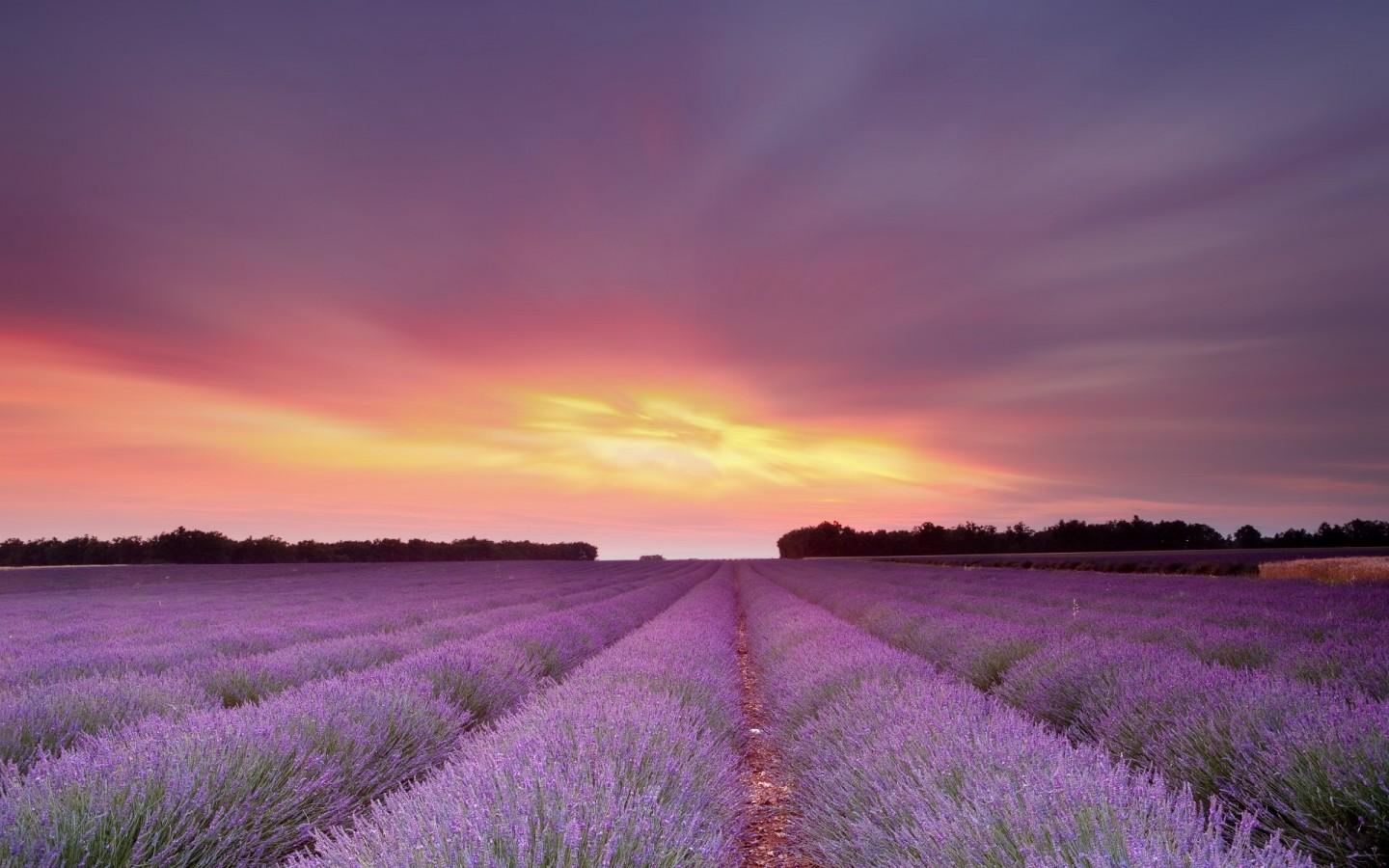 A lavender field at sunset - Landscape