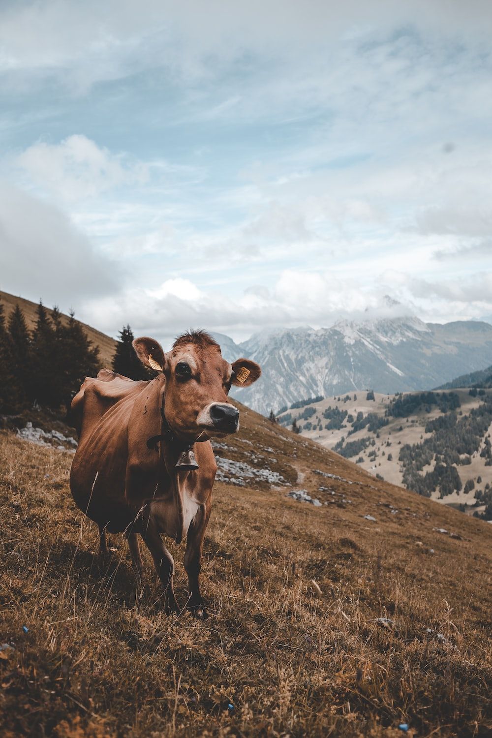 A cow standing on a grassy hillside with mountains in the background. - Cow