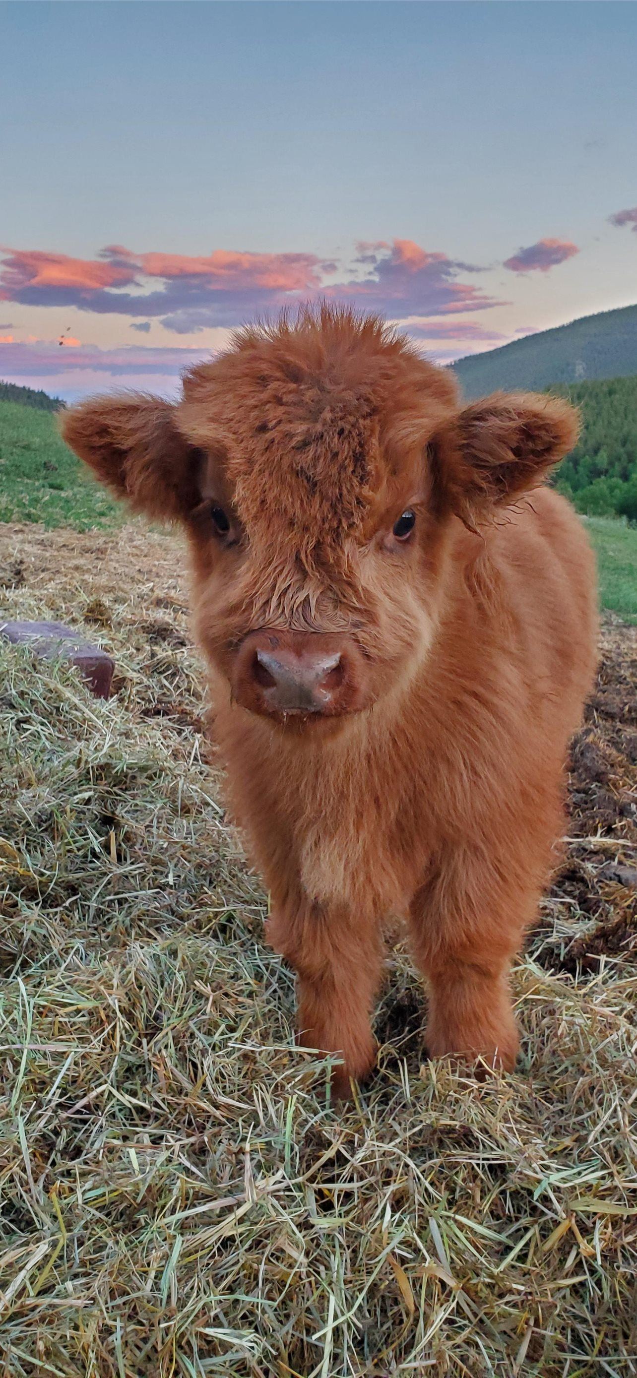A small brown cow standing in the grass - Cow
