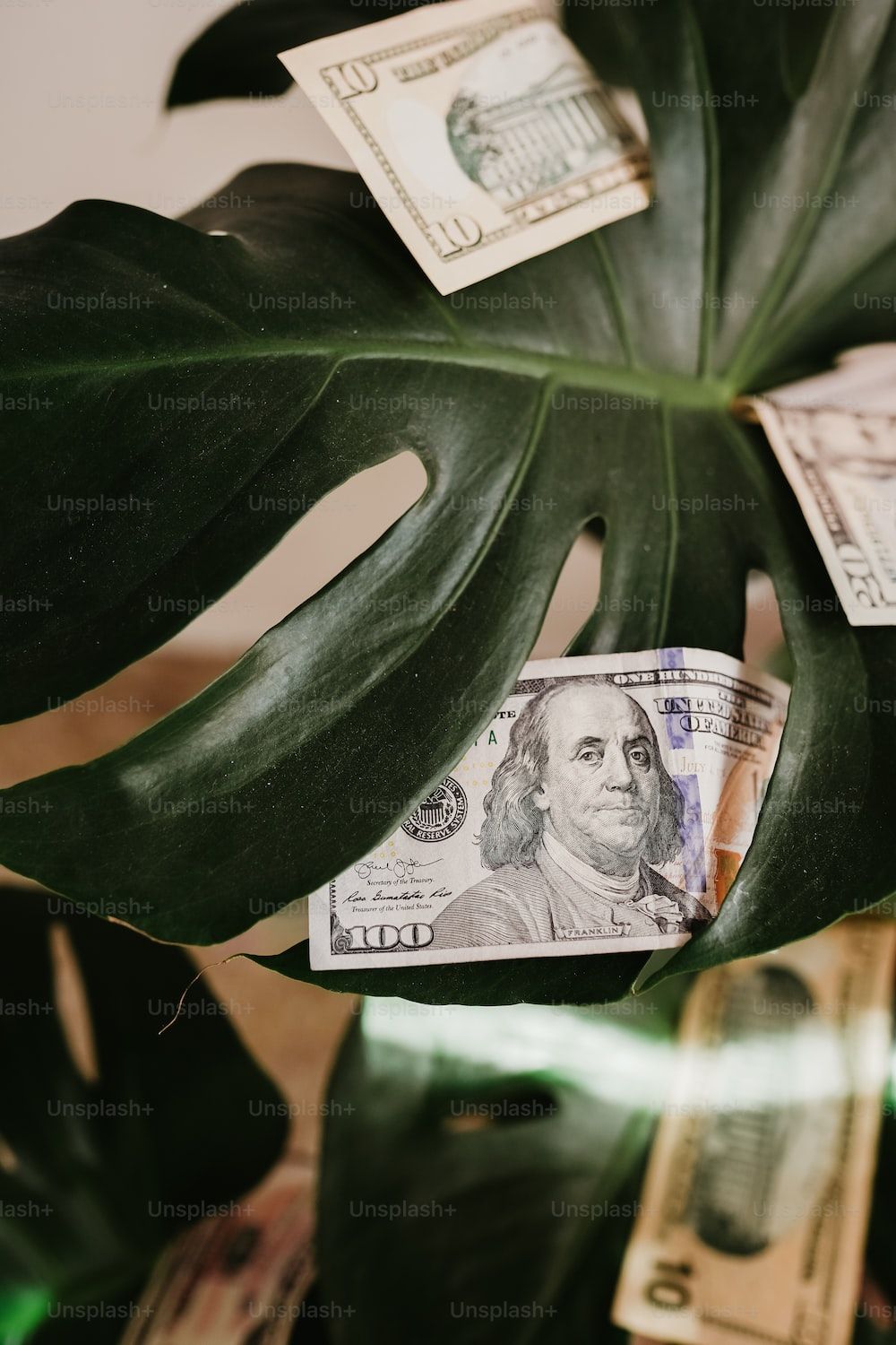 A money plant with a 100 dollar bill on top - Money