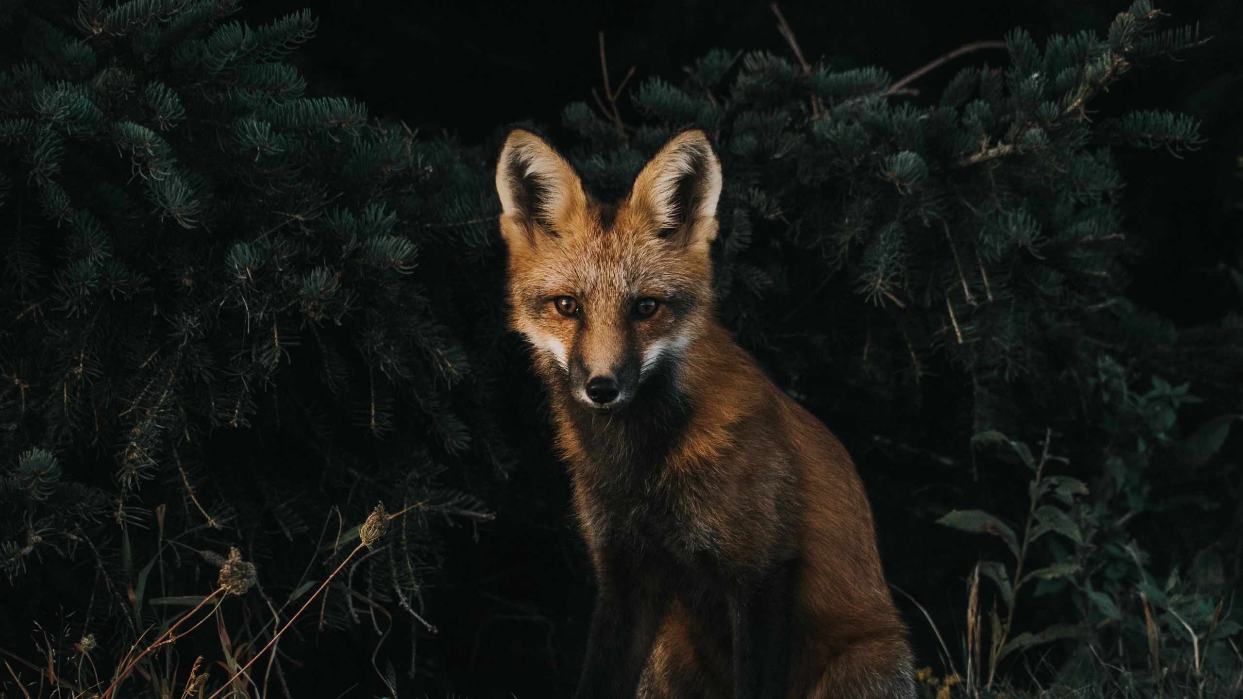 A red fox stands in front of a green bush - Fox