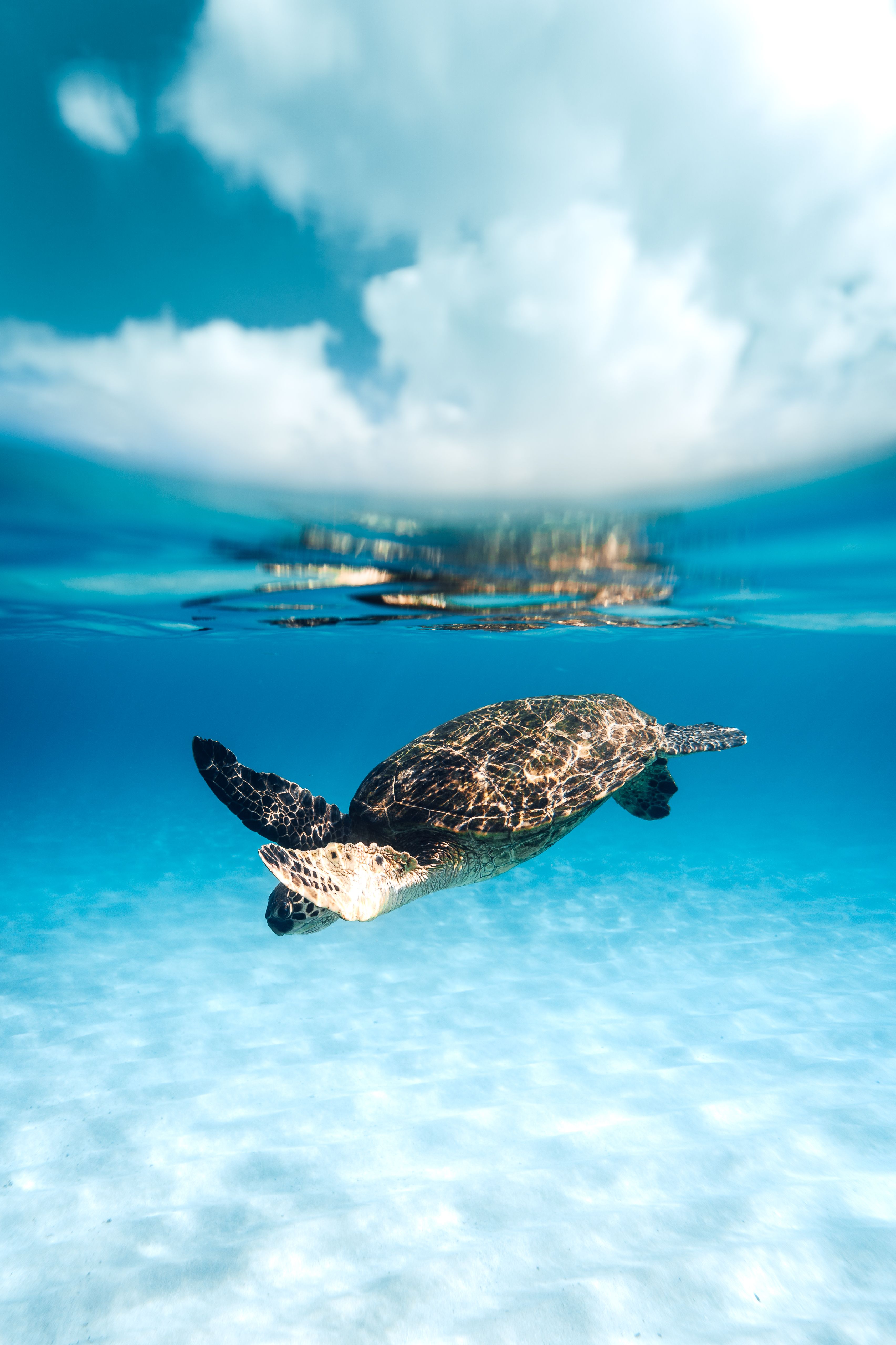 Turtle swimming in blue clear sea · Free