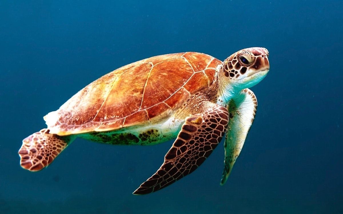 A turtle swims in the ocean - Sea turtle, turtle