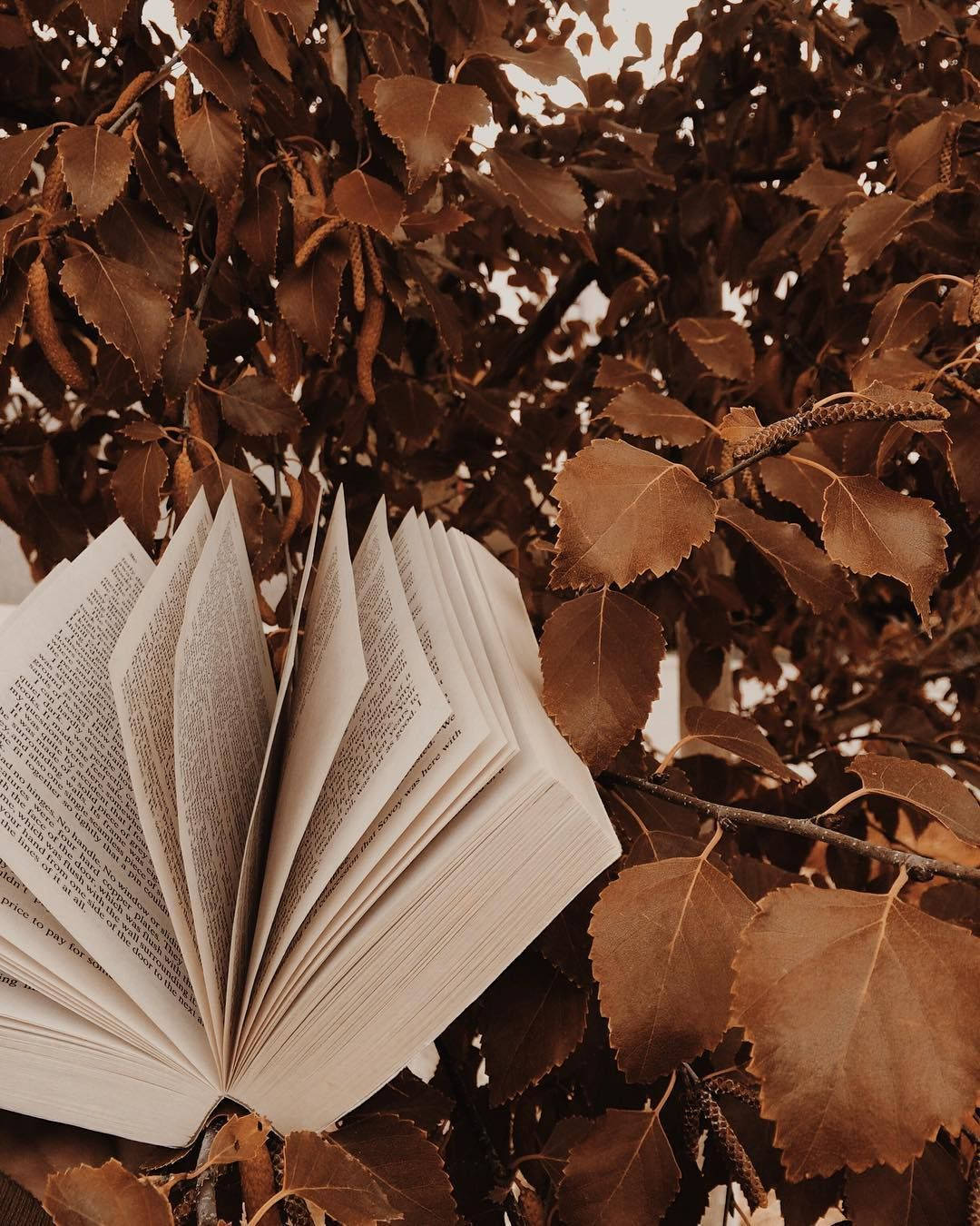 An open book lies on a tree branch - Light brown, books