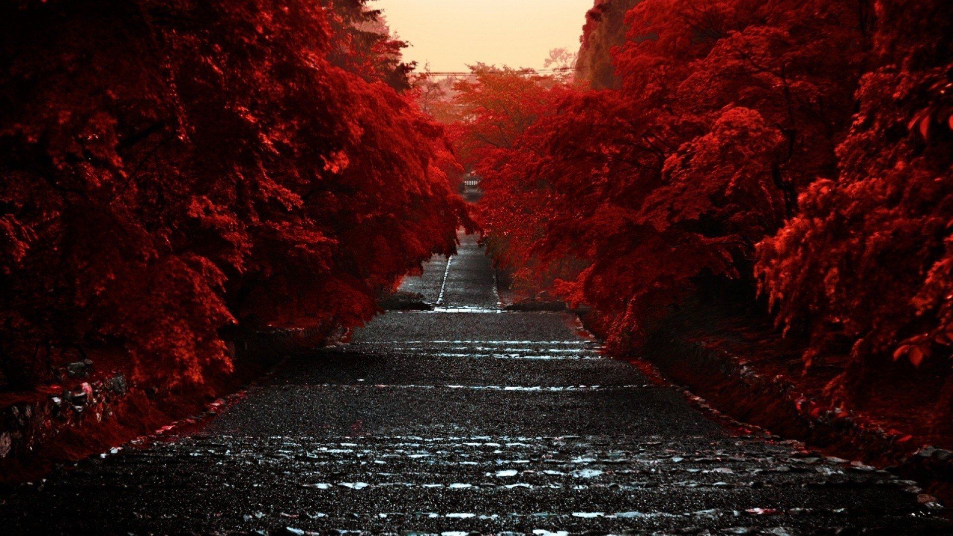 A path with red trees on both sides - 1920x1080