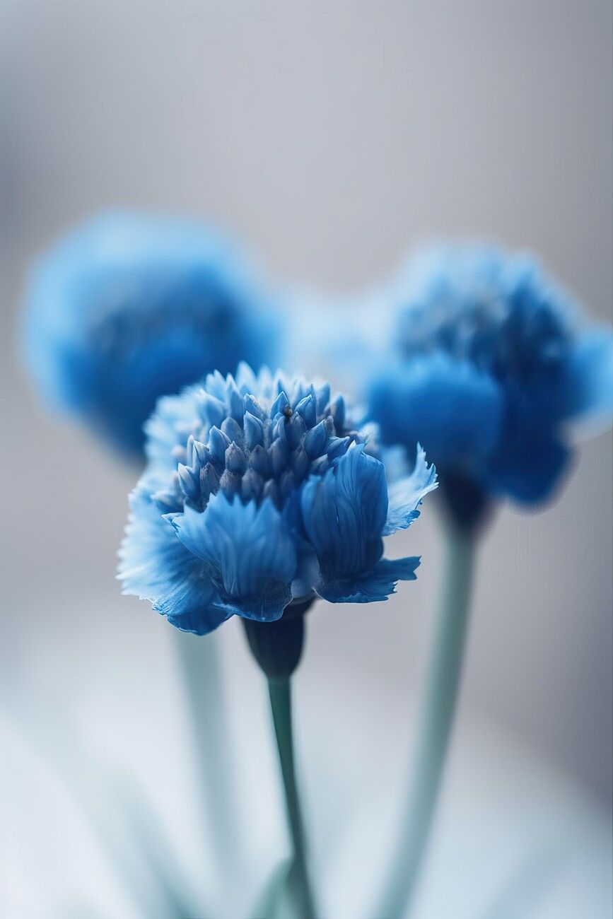 Macro photography of an blue flower