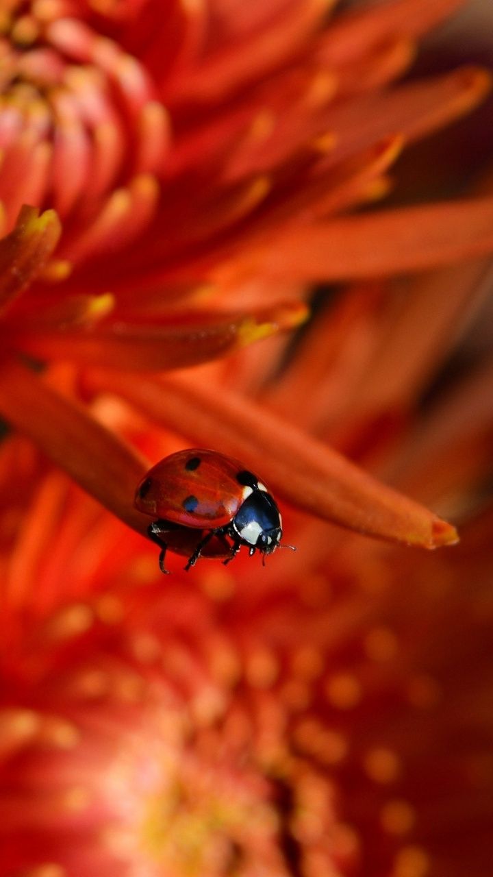 A ladybug on a red flower - Macro