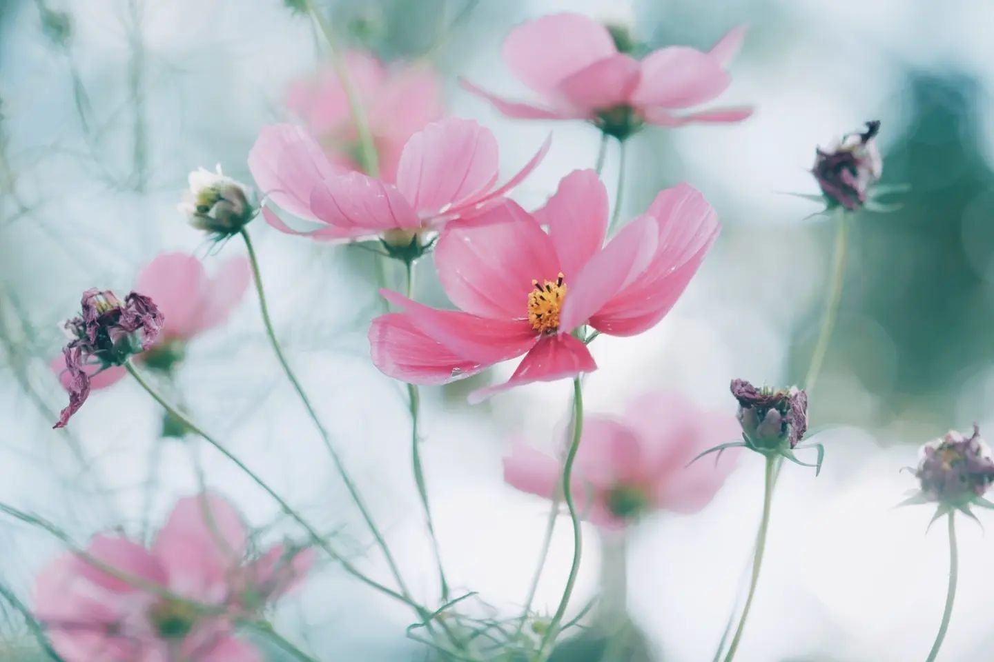 A close up of pink flowers with a soft focus background - Macro