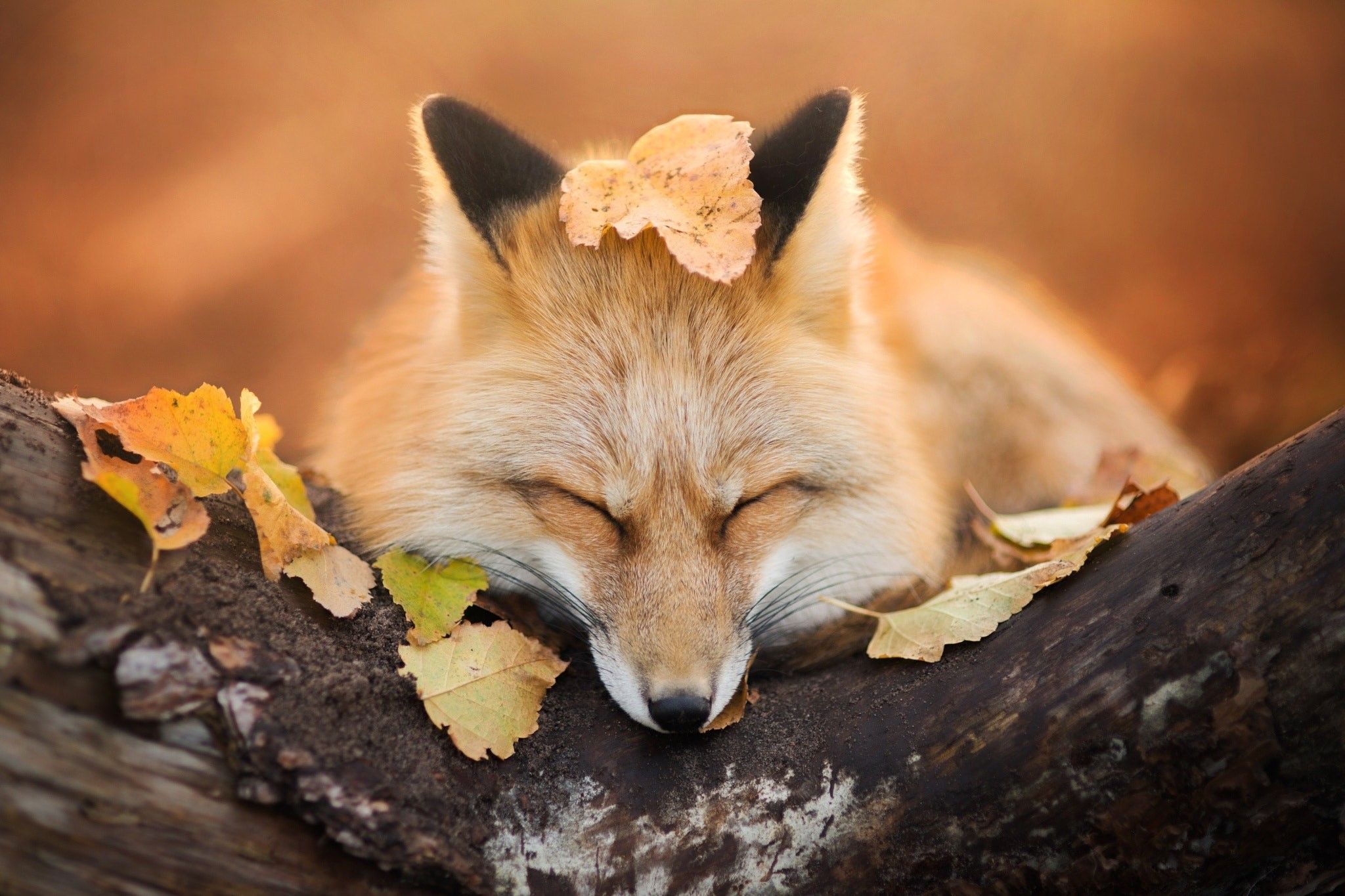 A red fox sleeping on a tree branch with leaves on its head. - Fox