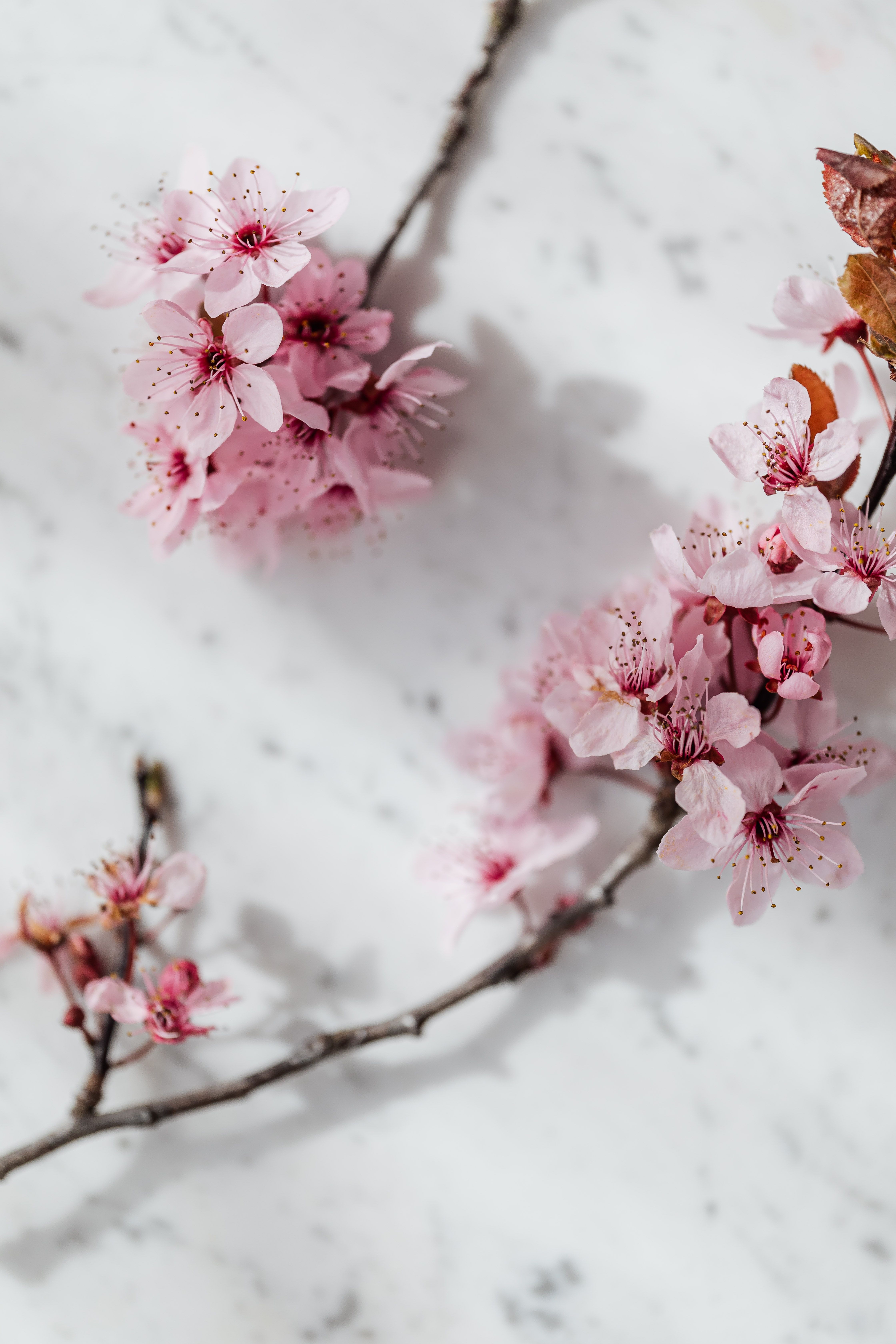 Pink flowers on a marble background - Photography, flower, beautiful, warm, simple, peace, clean, Android, cherry, April, rose gold, profile picture, pretty, happy, plants, spring
