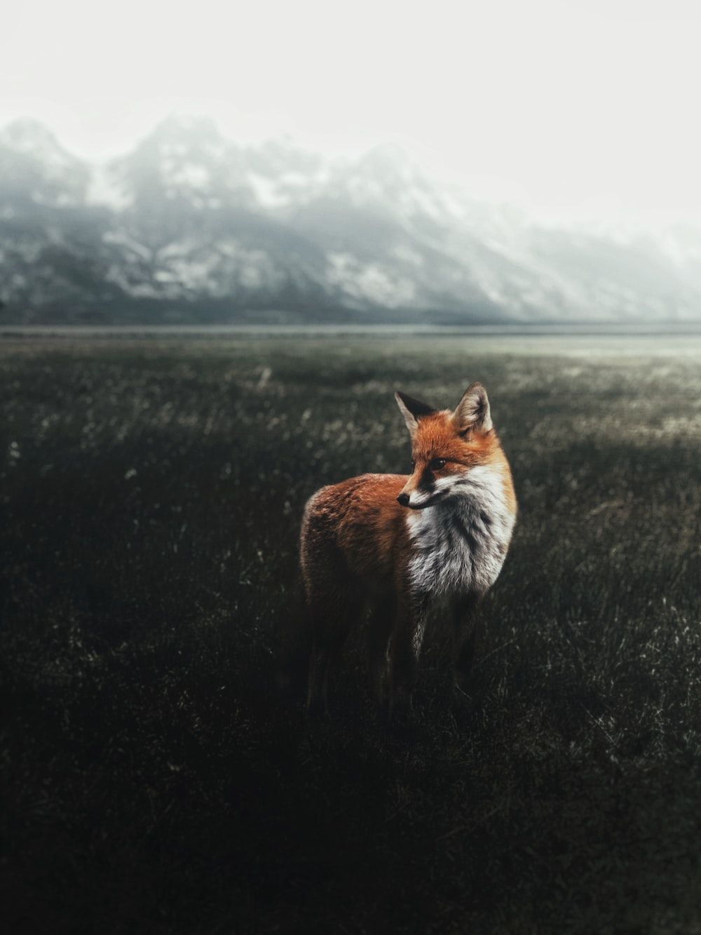 A fox standing in a field with mountains in the background - Fox