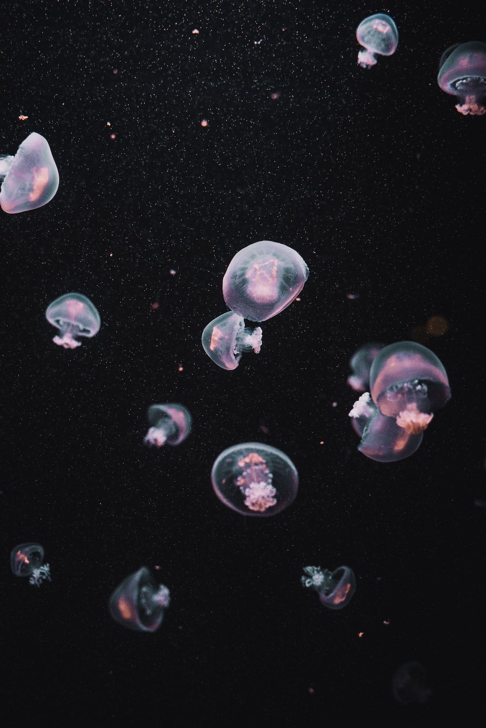 Jellyfish floating in the water - Jellyfish