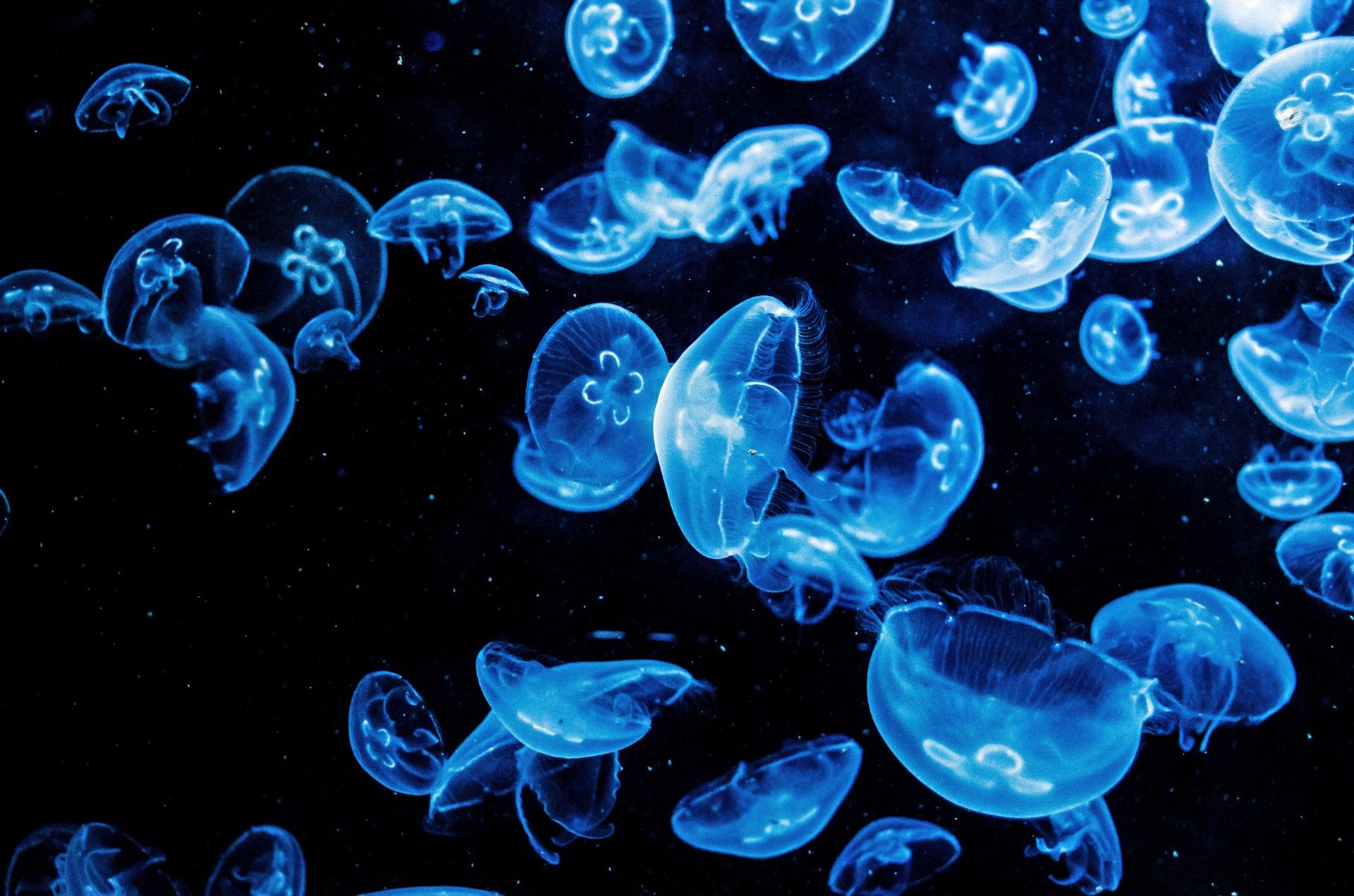 A group of jellyfish swimming in the ocean - Jellyfish