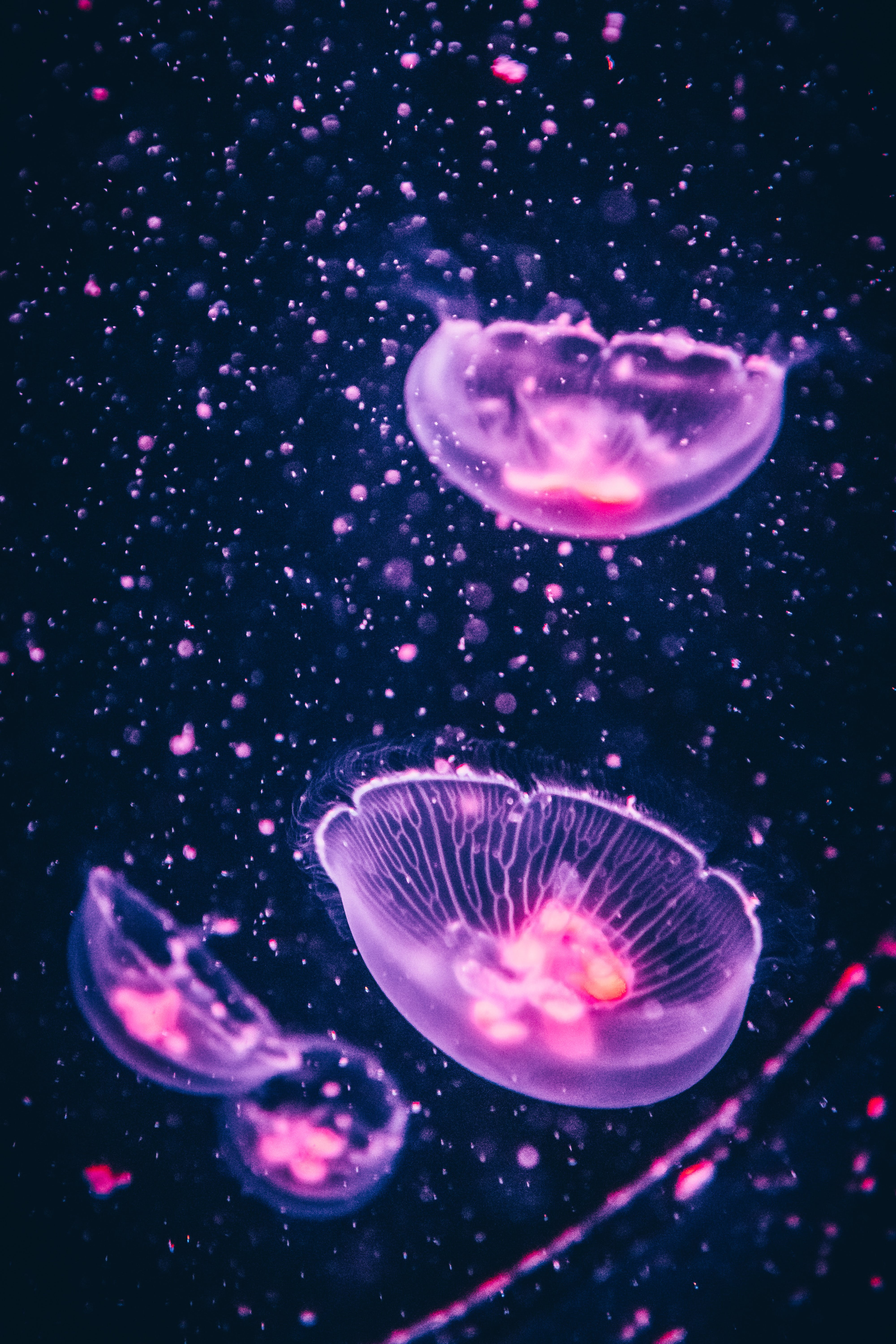 A group of jellyfish floating in the water - Jellyfish