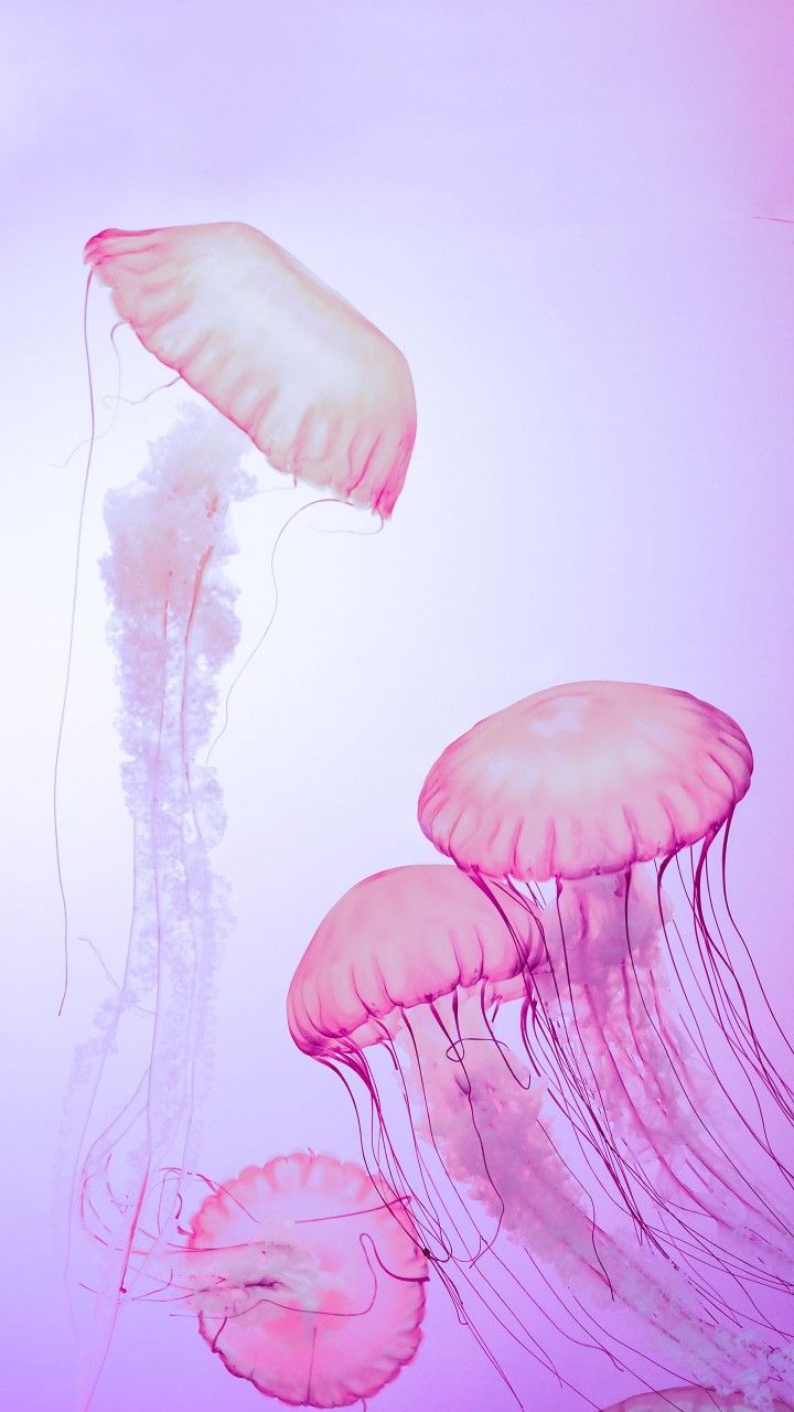 Pink jellyfish wallpaper, Jellyfish art