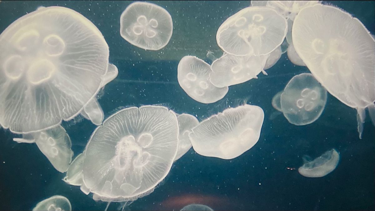 Jellyfish swimming in the water - Jellyfish