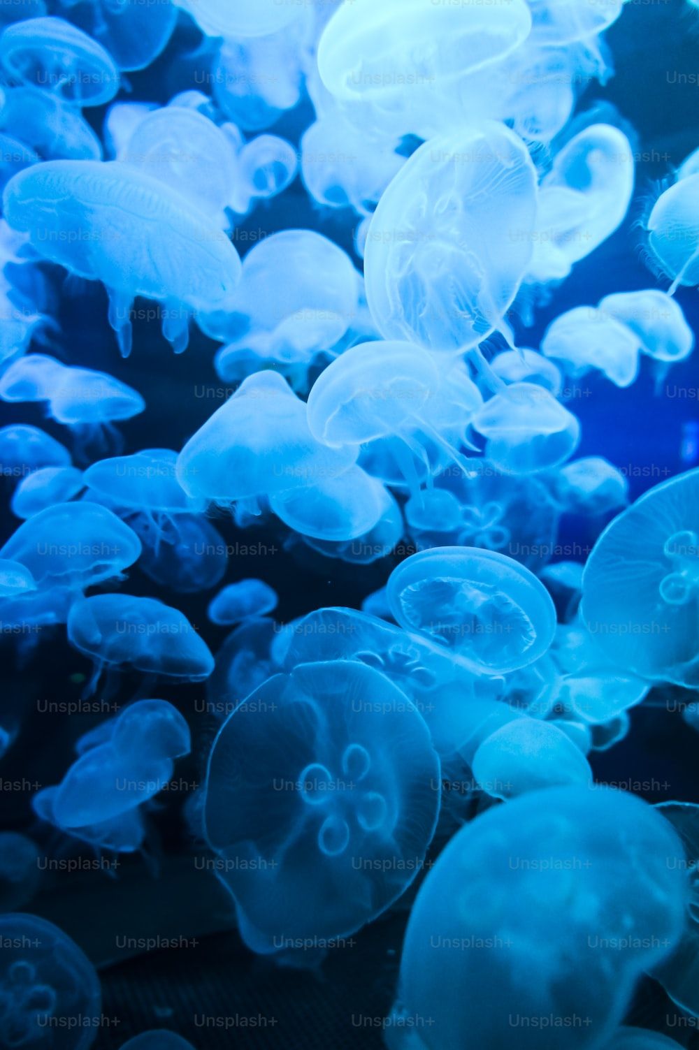 Moon jellyfishes floating in the ocean under blue light - Jellyfish
