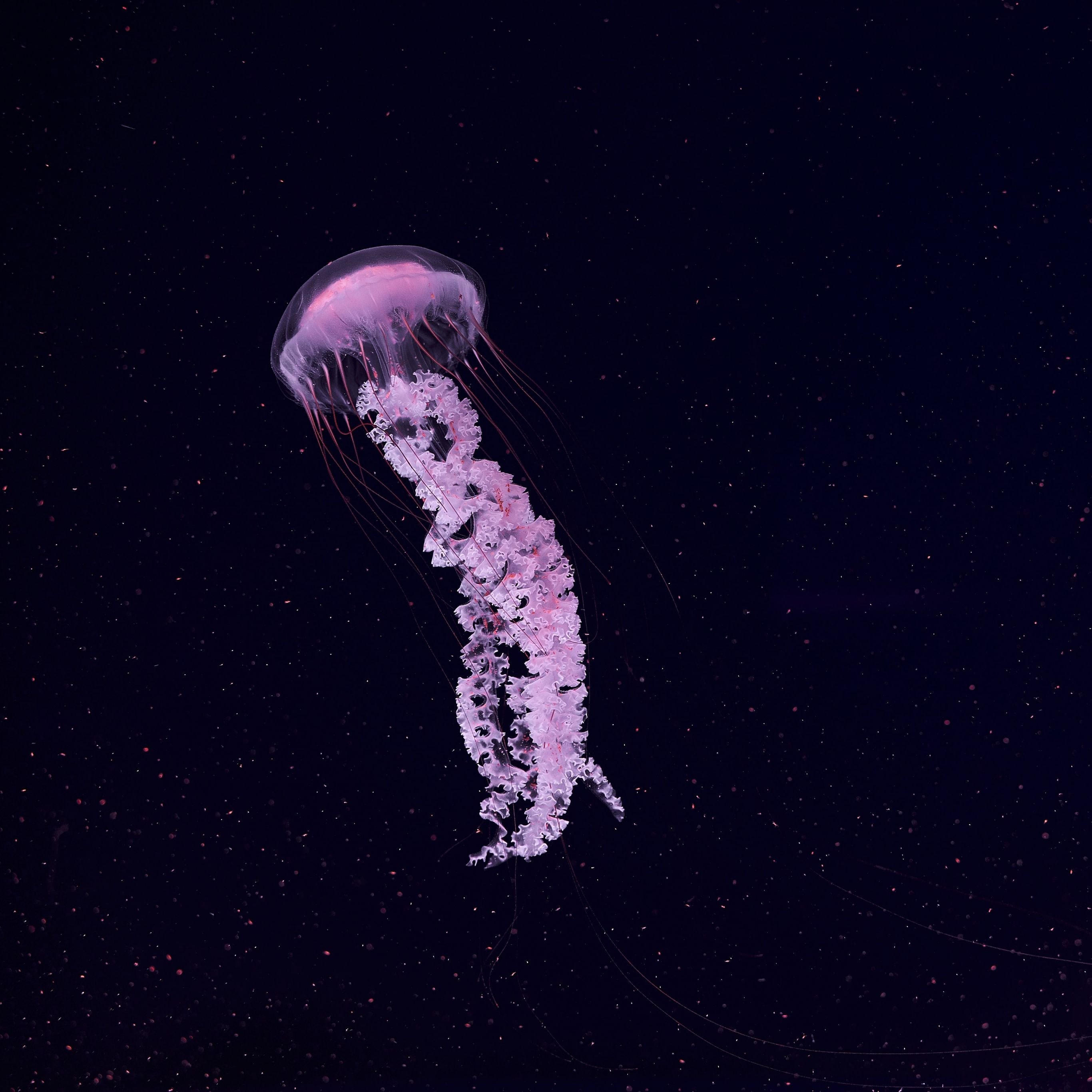 A beautiful jellyfish in the ocean, 4K wallpaper with dark background. - Jellyfish
