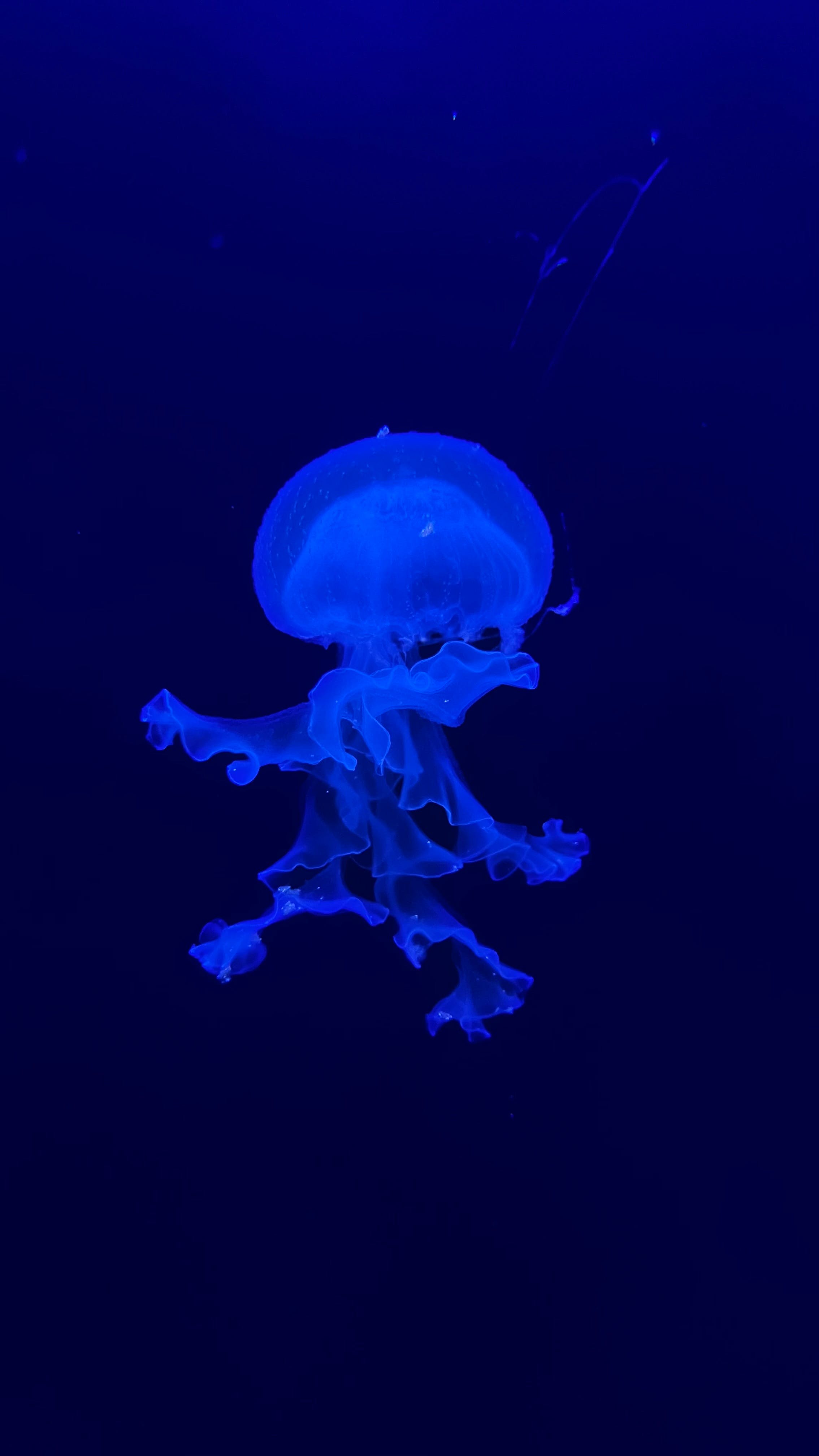 Blue Jellyfish · Free