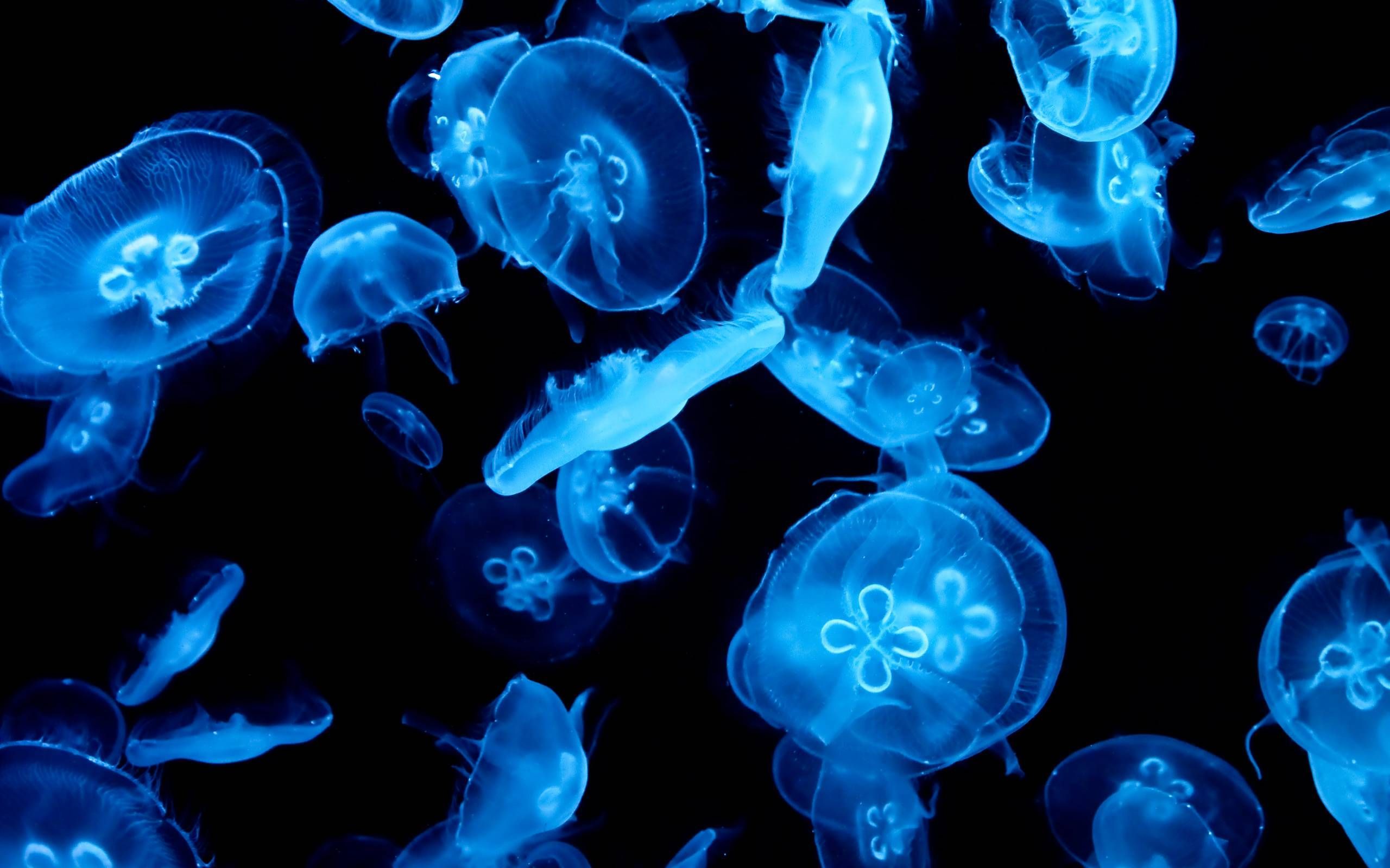 JellyFish HD Wallpaper. Blue jellyfish