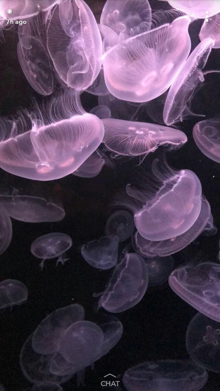 A group of purple jellyfish swimming in the ocean - Jellyfish