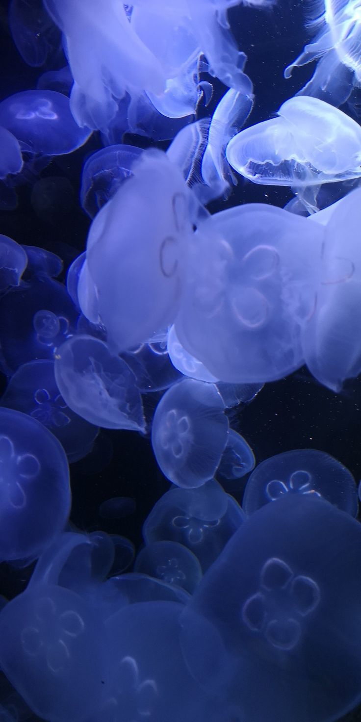 A group of jellyfish swimming in the water. - Jellyfish