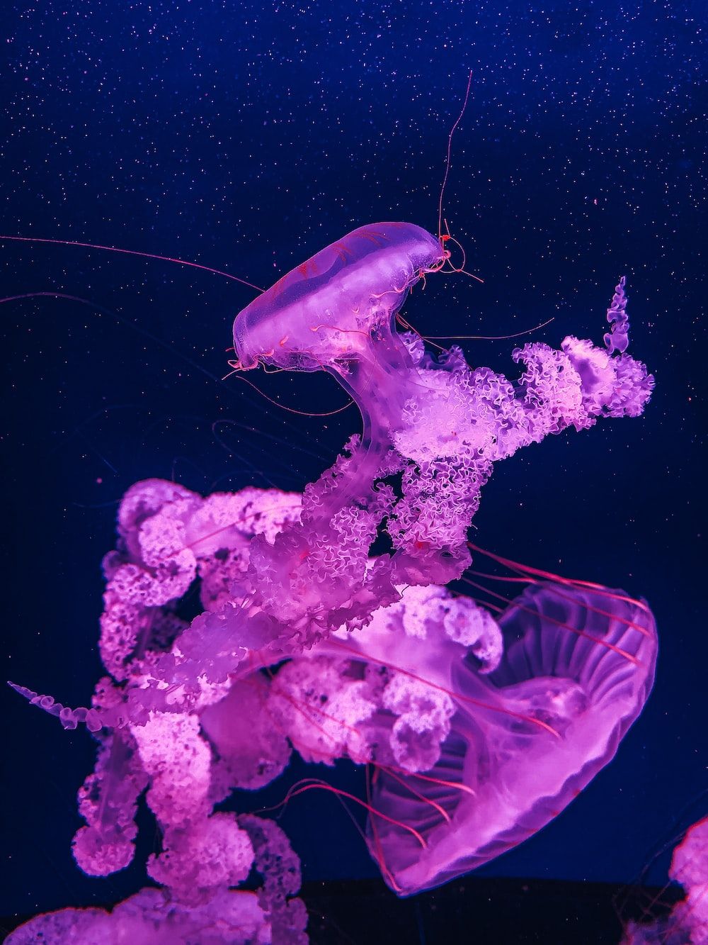 White and purple jellyfish in water