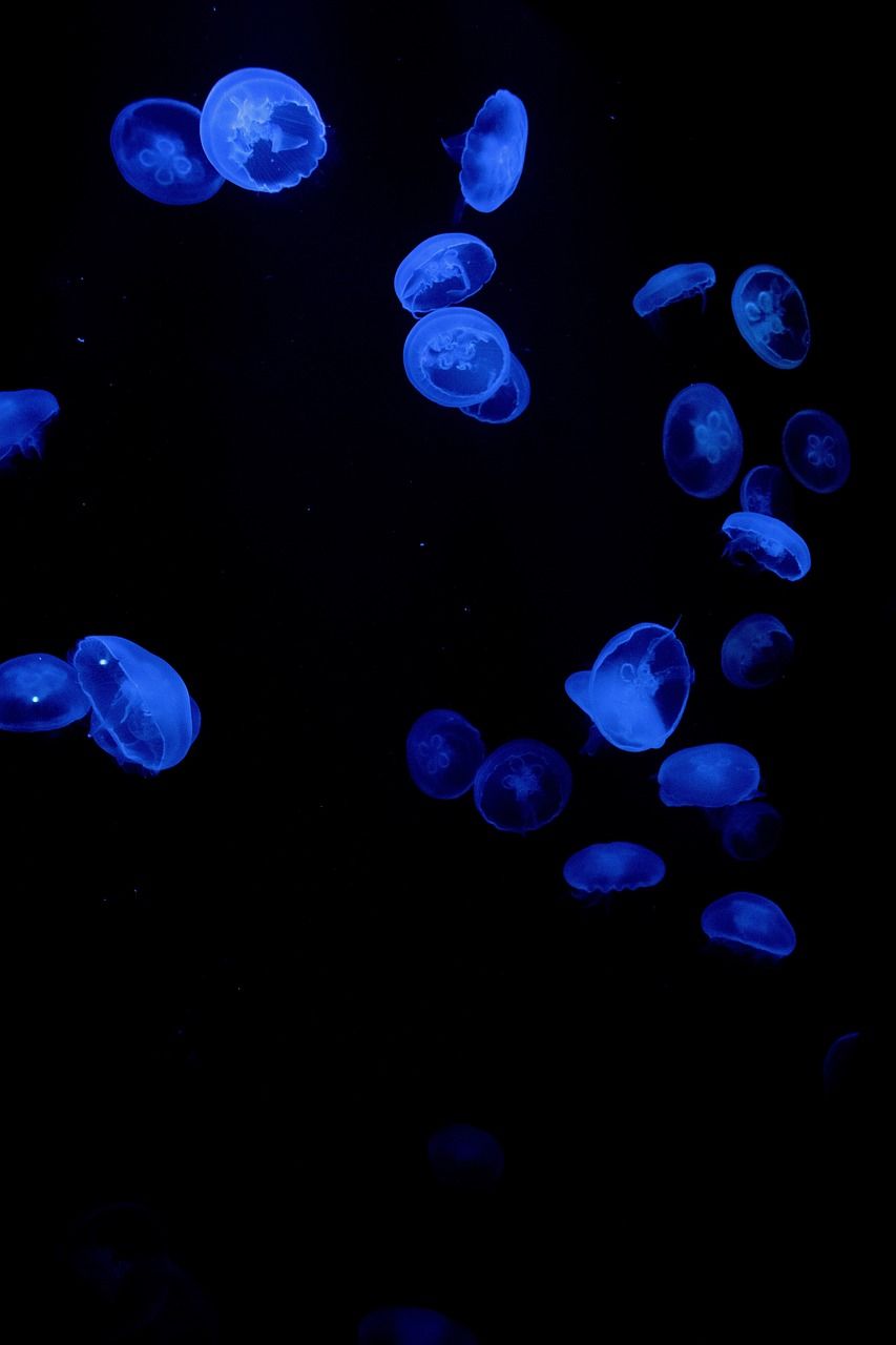 Jellyfish Jelly Fish Aquarium