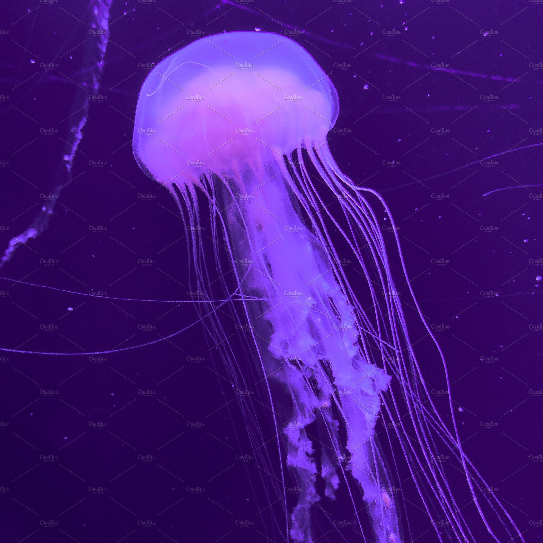 Pink jellyfish under water minimal